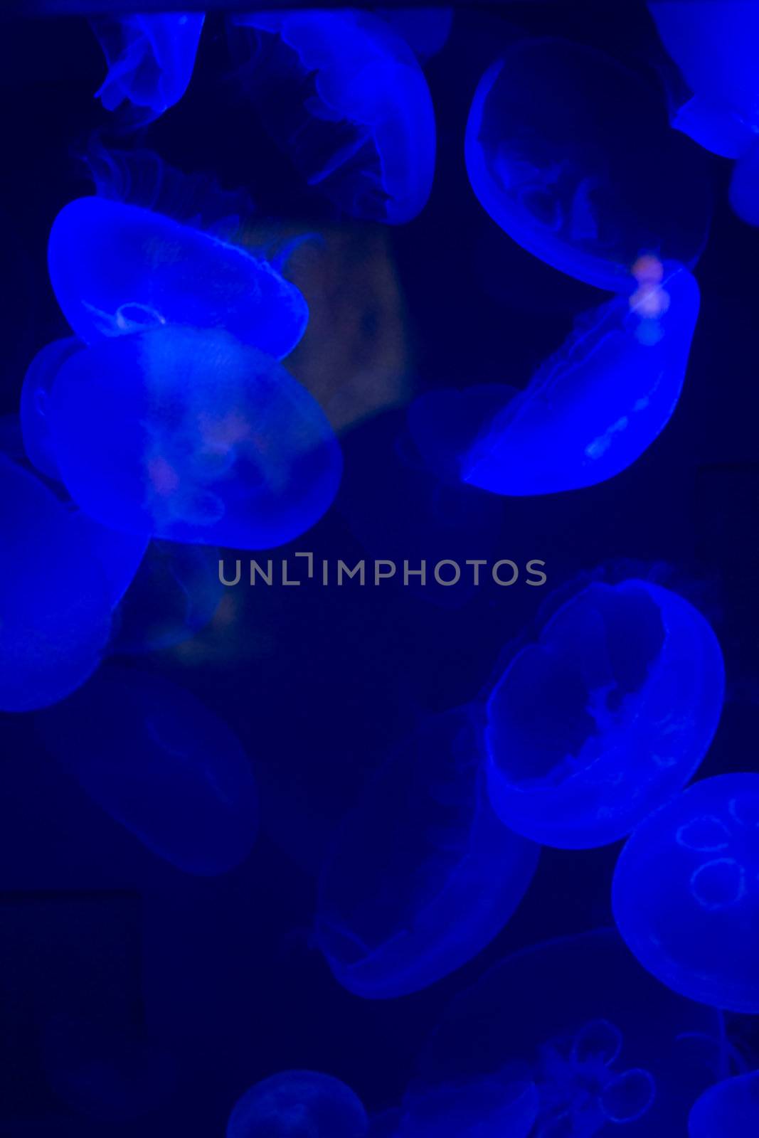 Jellyfish swimming with a blue glow