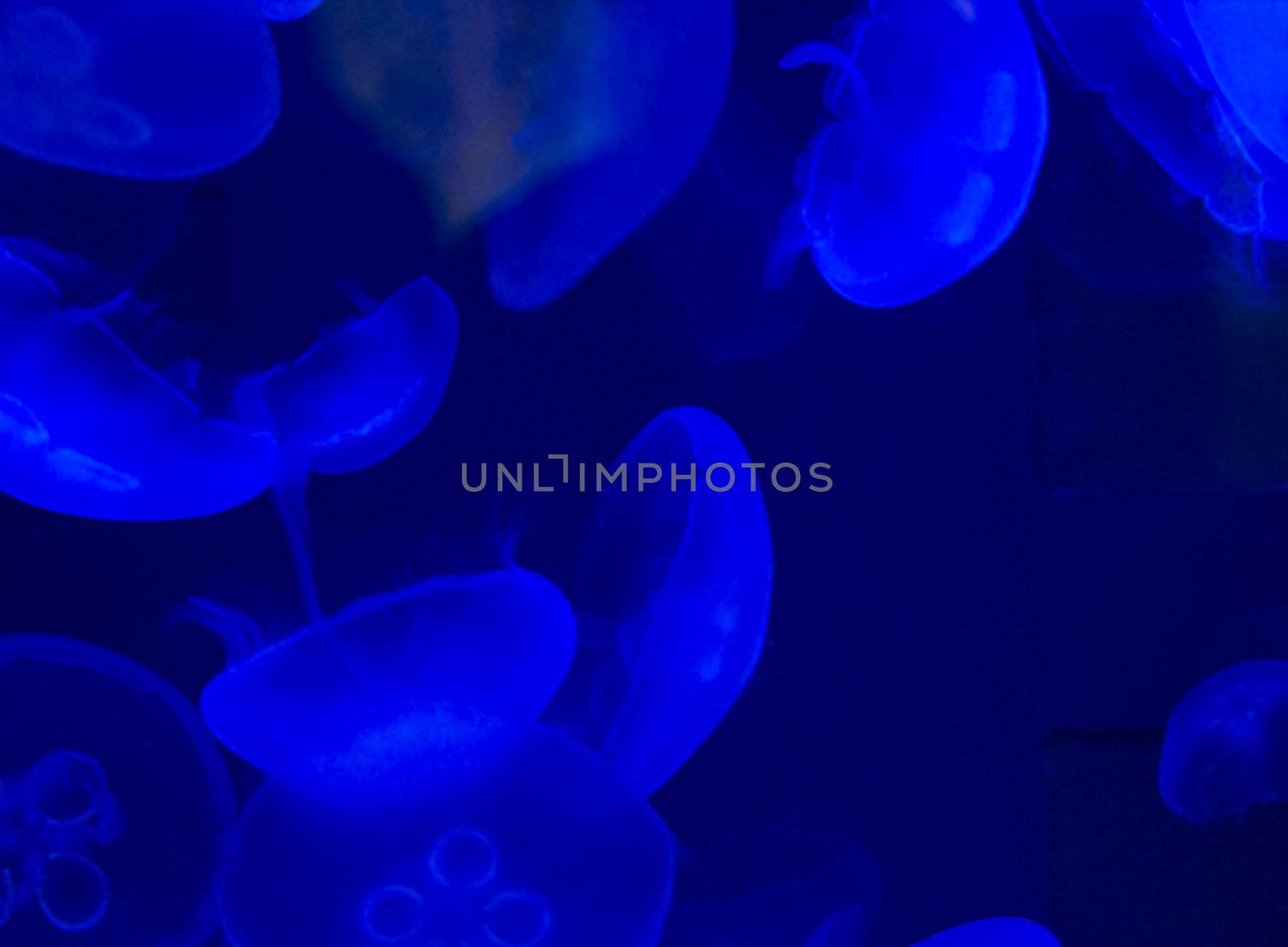 Jellyfish swimming with a blue glow