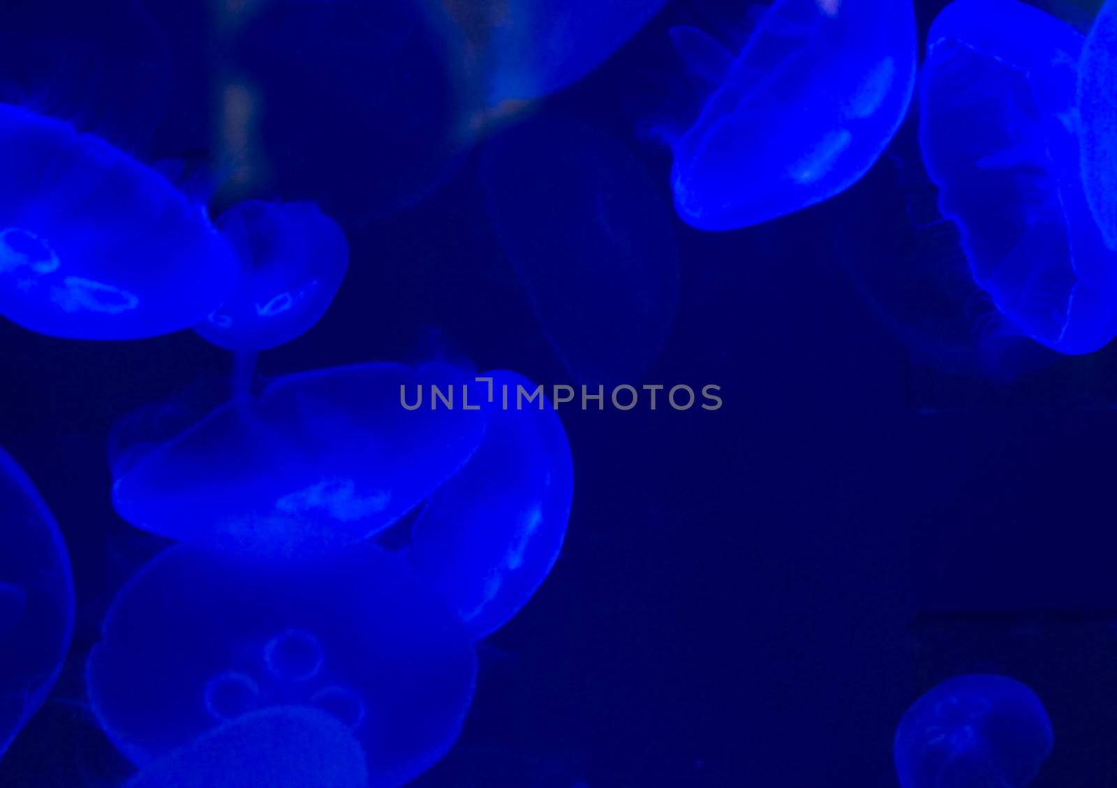 Jellyfish swimming with a blue glow