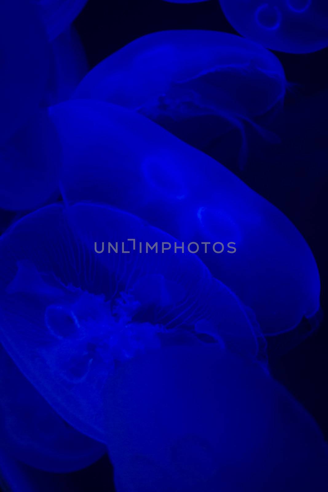 Jellyfish swimming with a blue glow