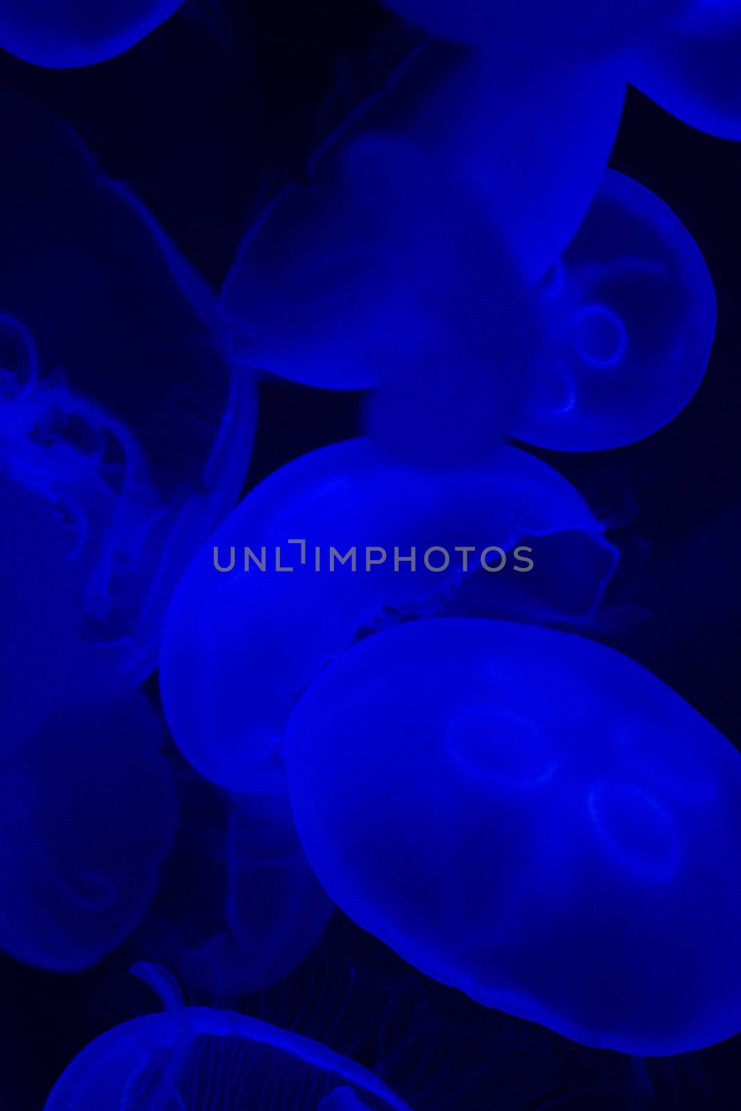 Jellyfish swimming with a blue glow