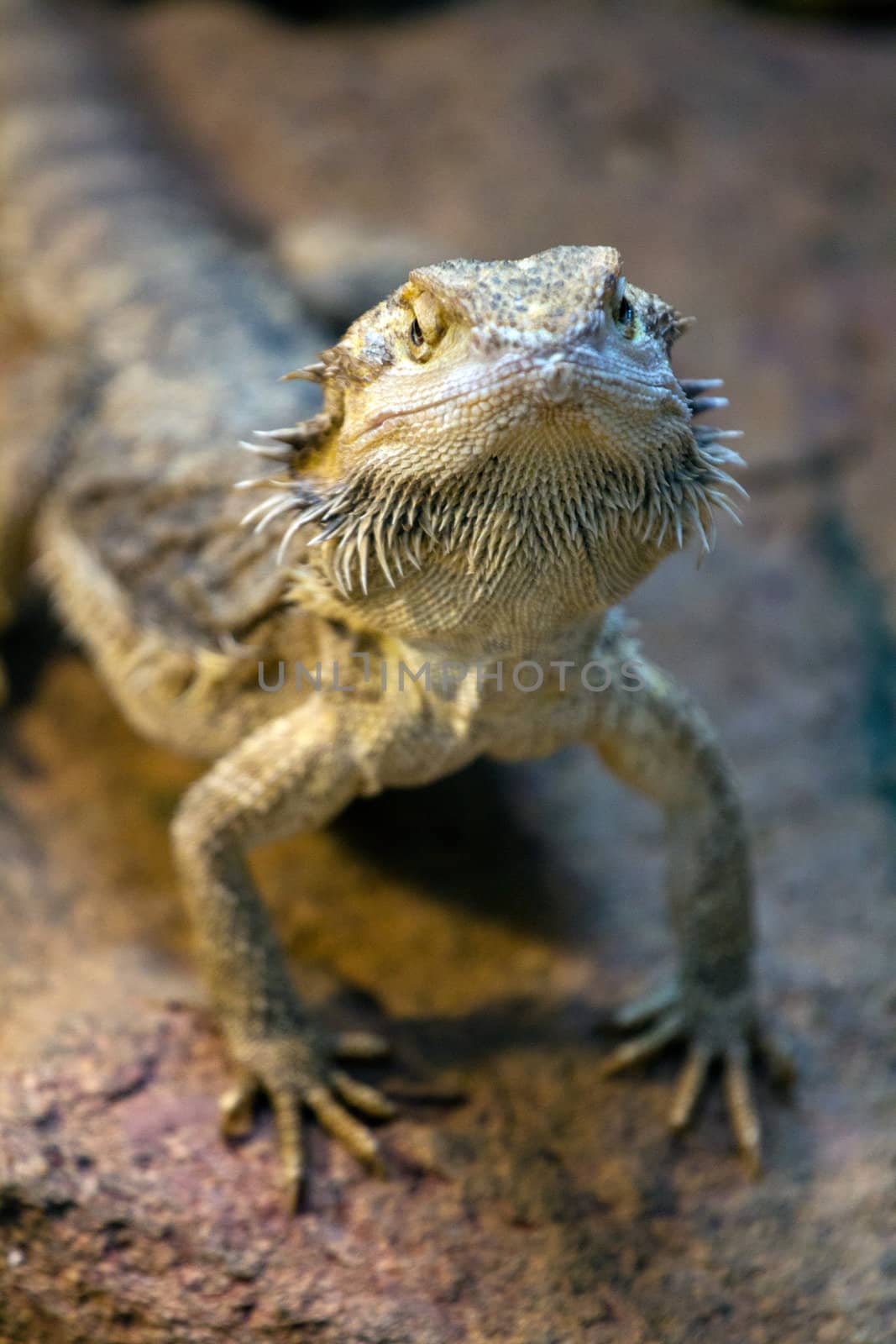 Lizards basking in the warm summer evening