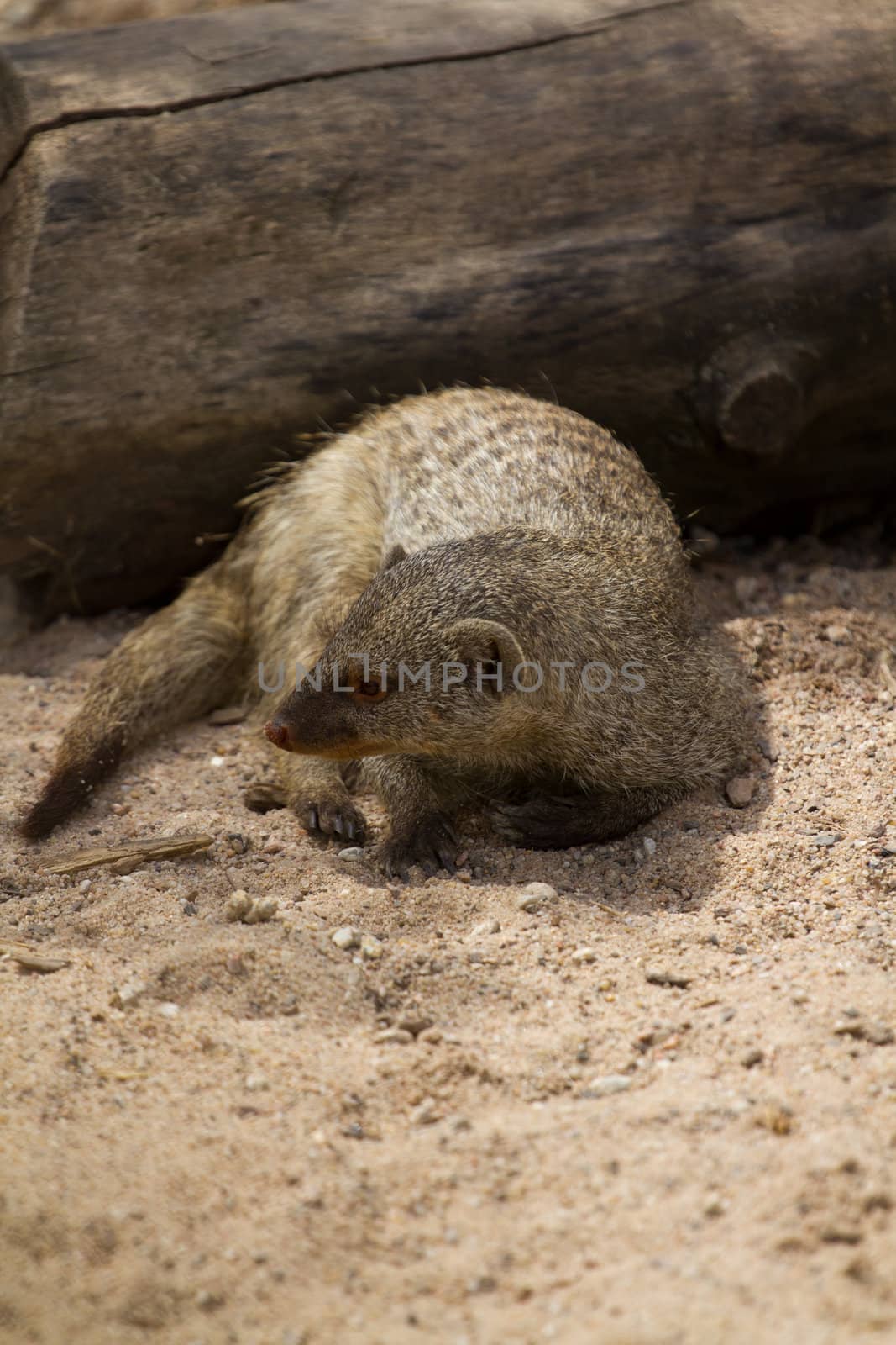 A Banded Mongoose on a warm summer evening