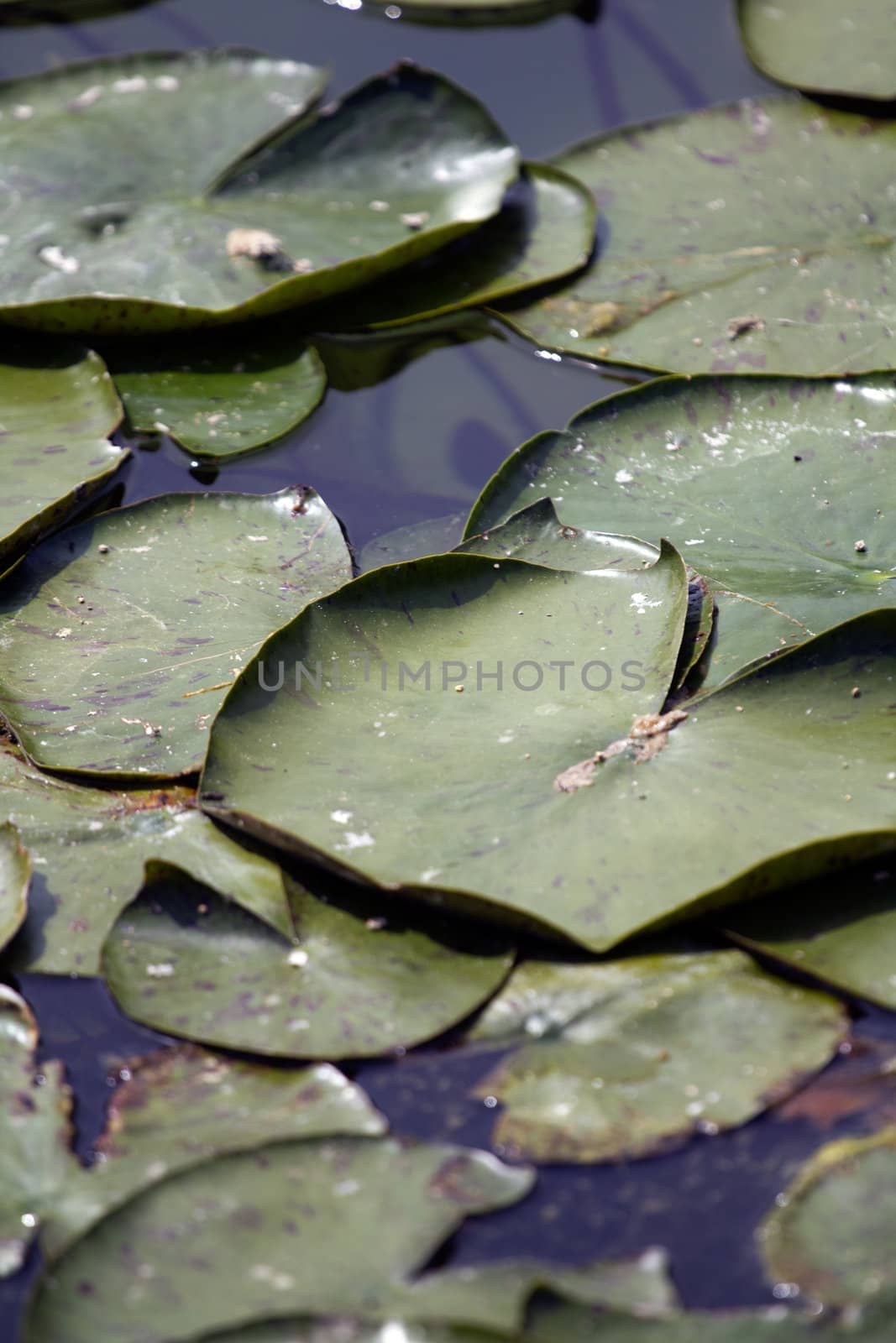 Water Lillies in a Pond before flowering