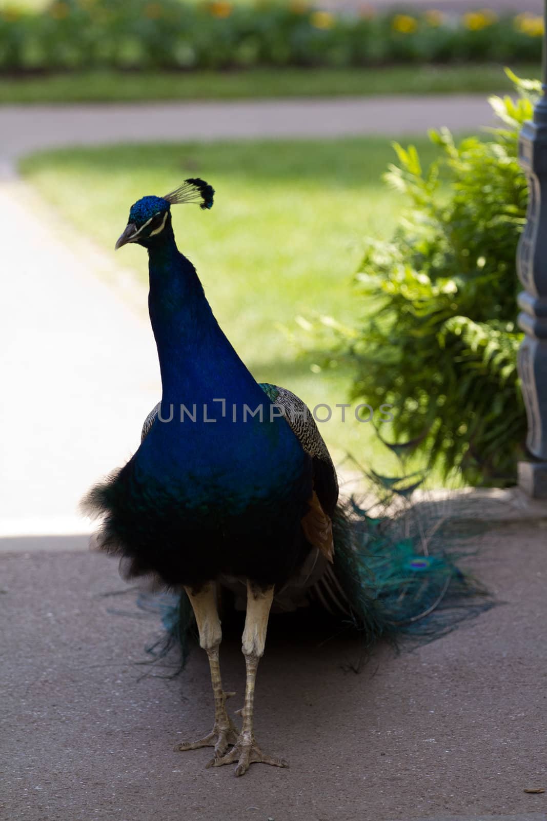 A male Peacock in the Summer Garden