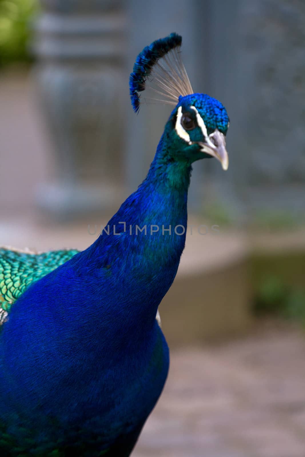 A male Peacock in the Summer Garden