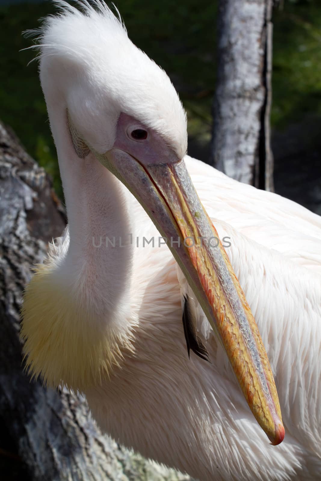 Pelicans cooling off at the lakeside in summer