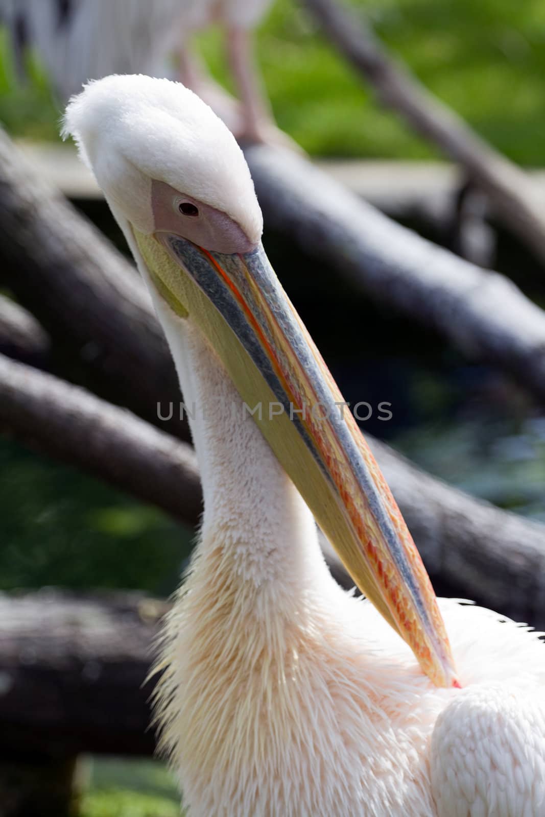 Pelicans cooling off at the lakeside in summer