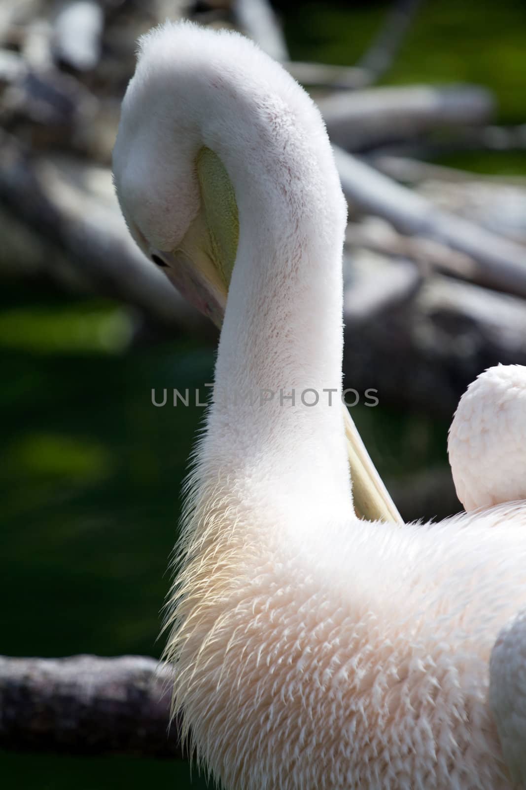 Pelicans cooling off at the lakeside in summer