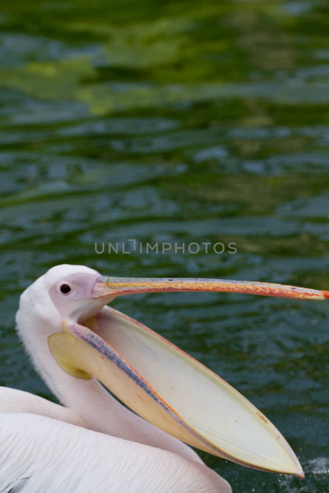 Pelicans cooling off at the lakeside in summer