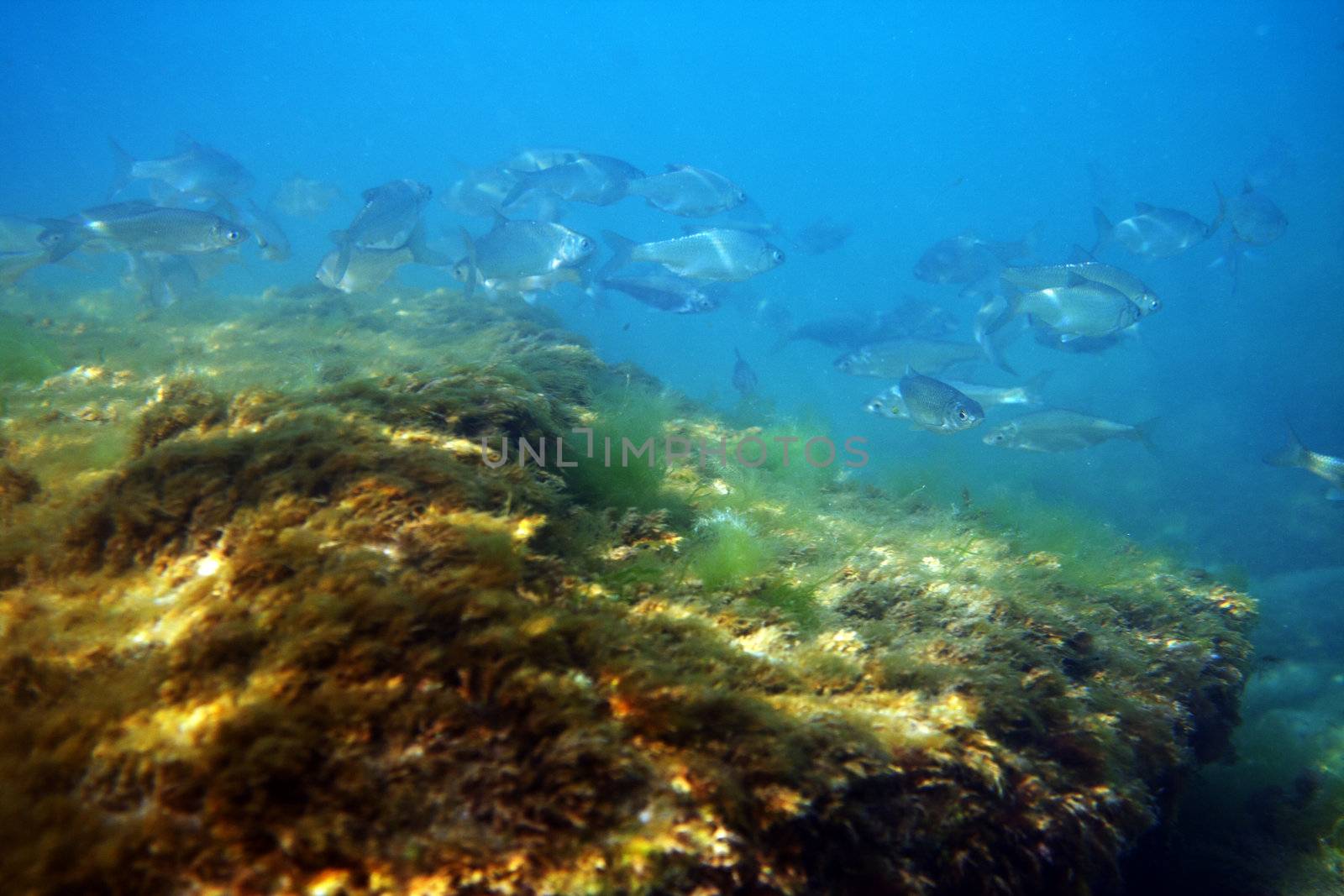 Underwater fish flock Tarashka against the background of the sea floor. Caspian Sea.