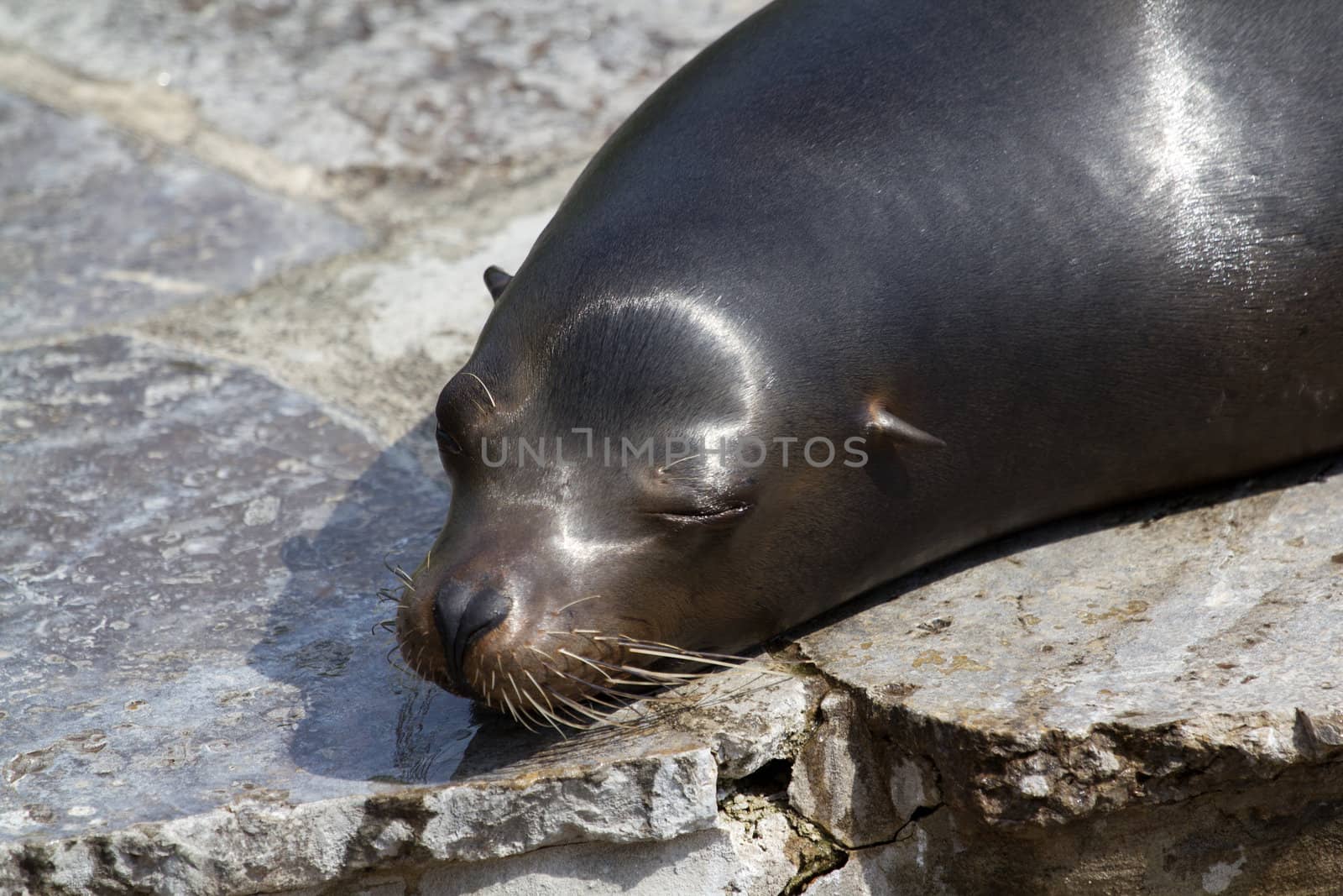Sea Lions basking at the shore in summer
