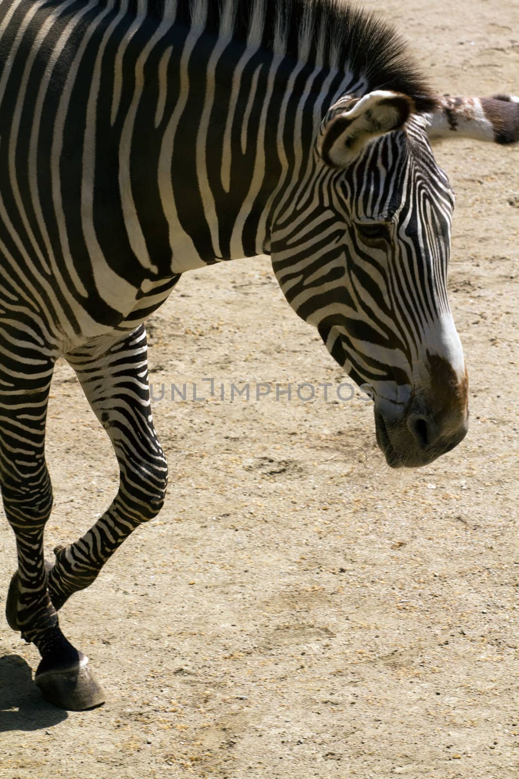 Zebra crossing the plateau in a summer afternoon
