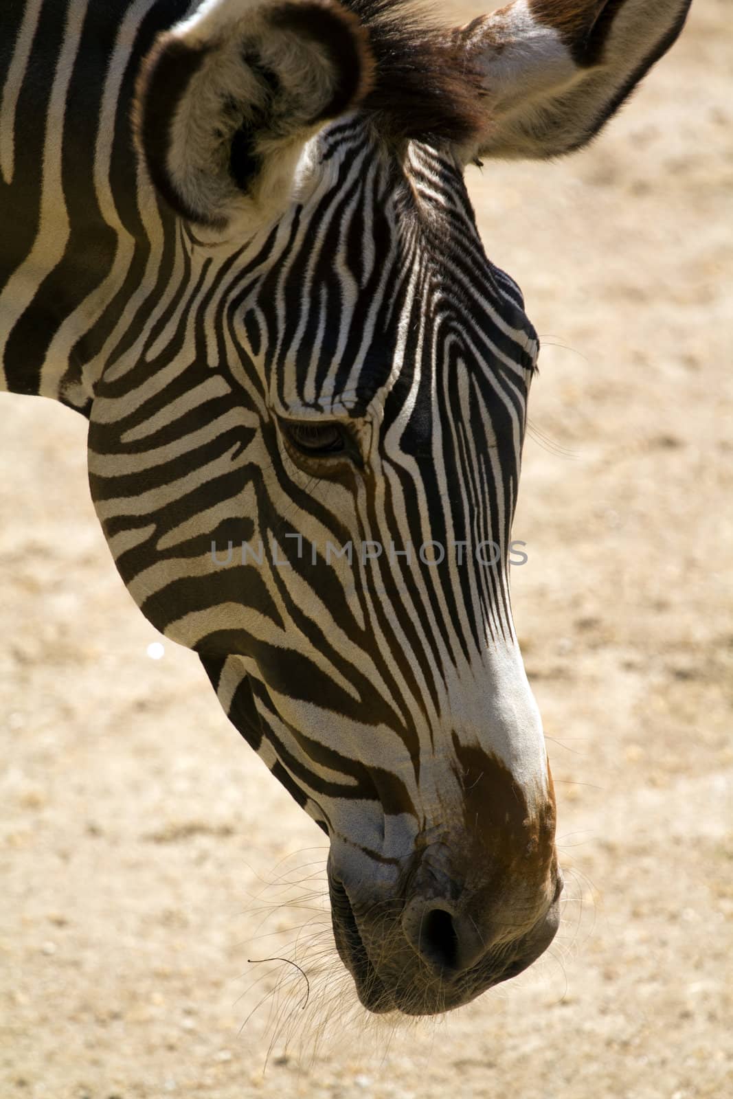 Zebra crossing the plateau in a summer afternoon