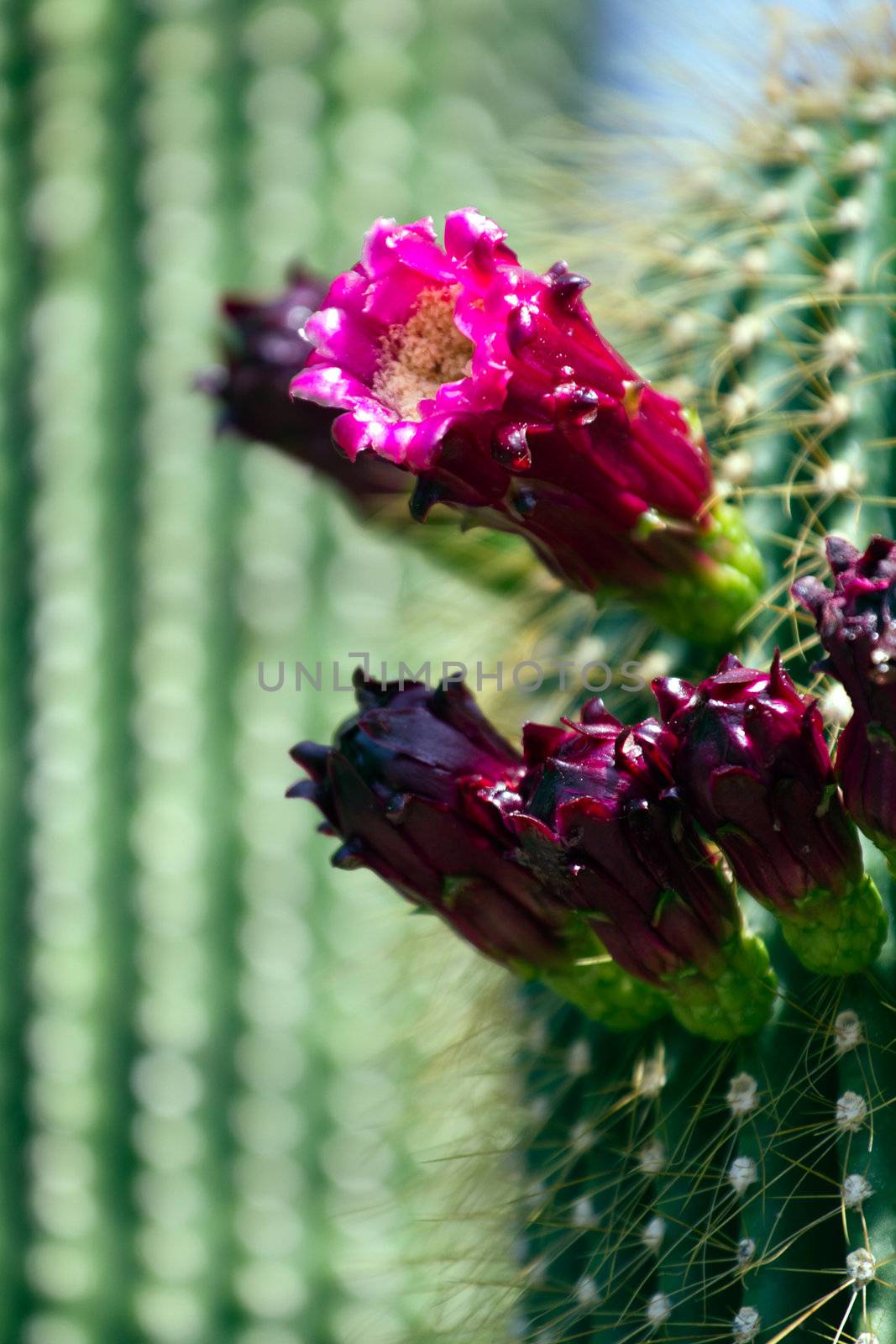 Cacti in the warm desert sun 