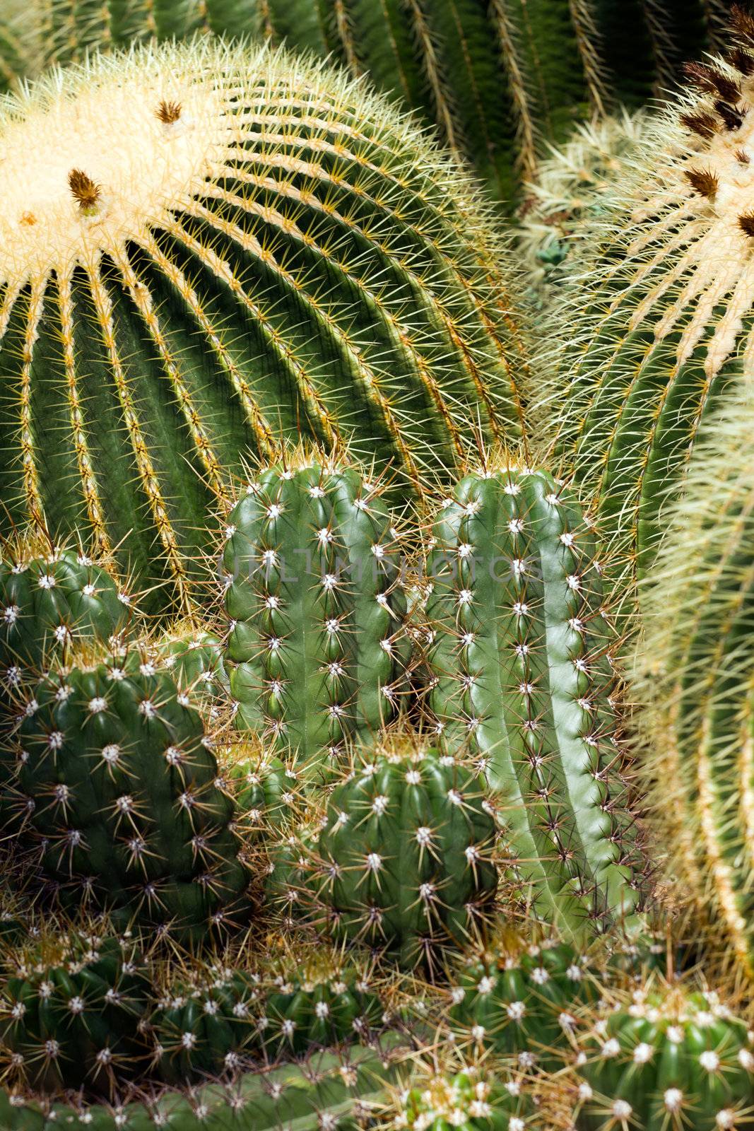 Cacti in the warm desert sun 