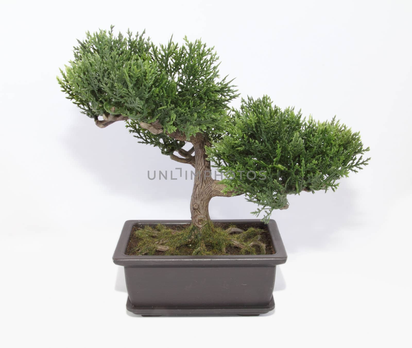 Bonsai by vladnad