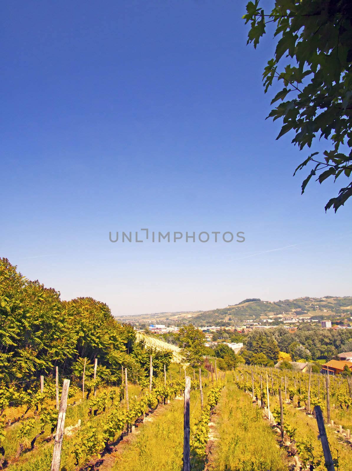 Green and gorgeous vineyard with blue sky in the back
