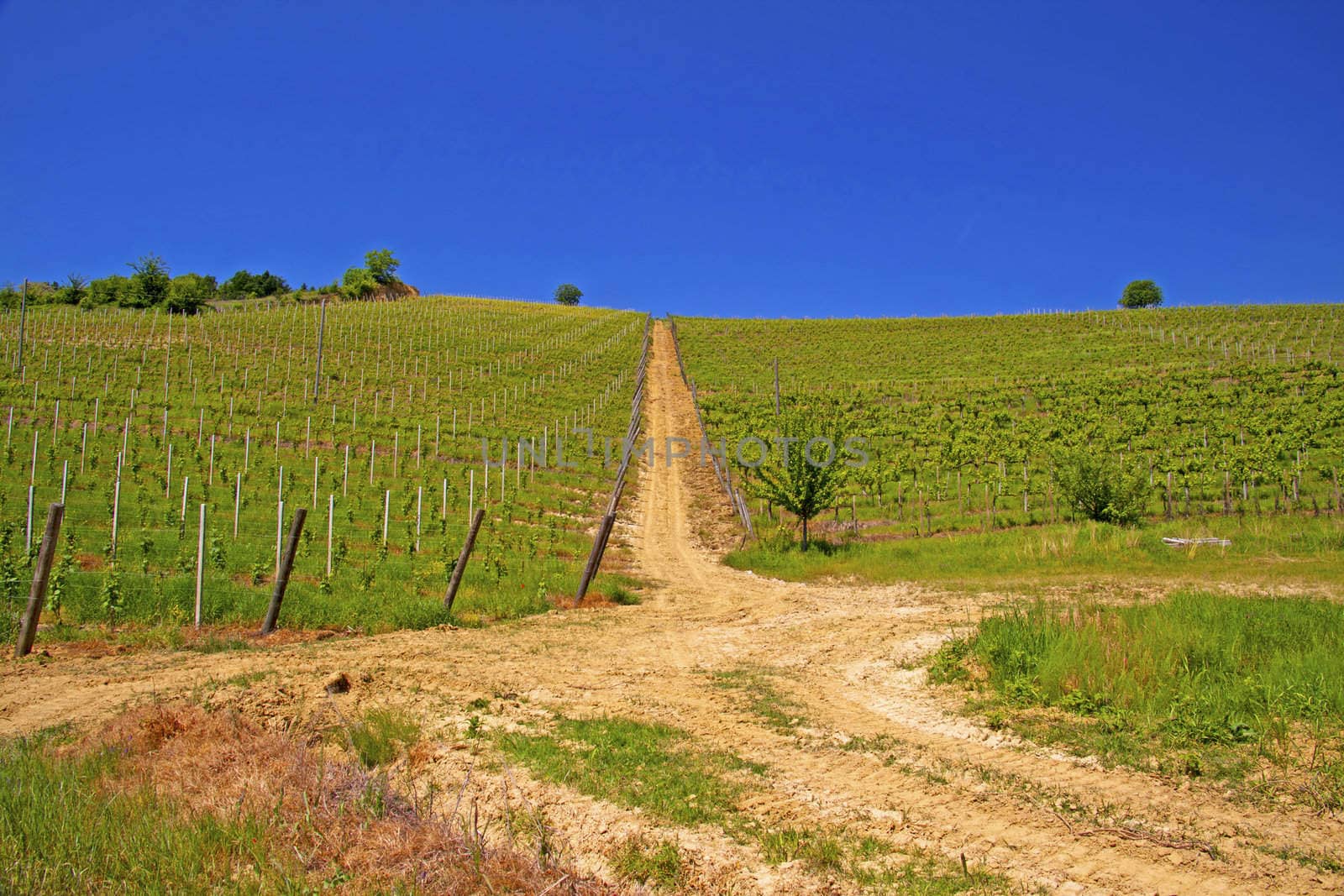 Green and gorgeous vineyard with blue sky in the back