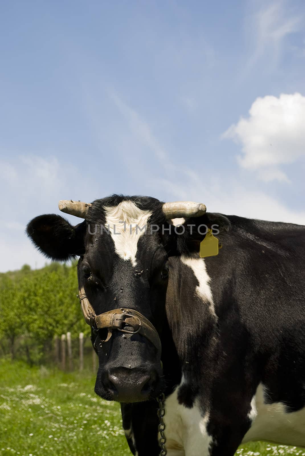 cow in a meadow looking at camera