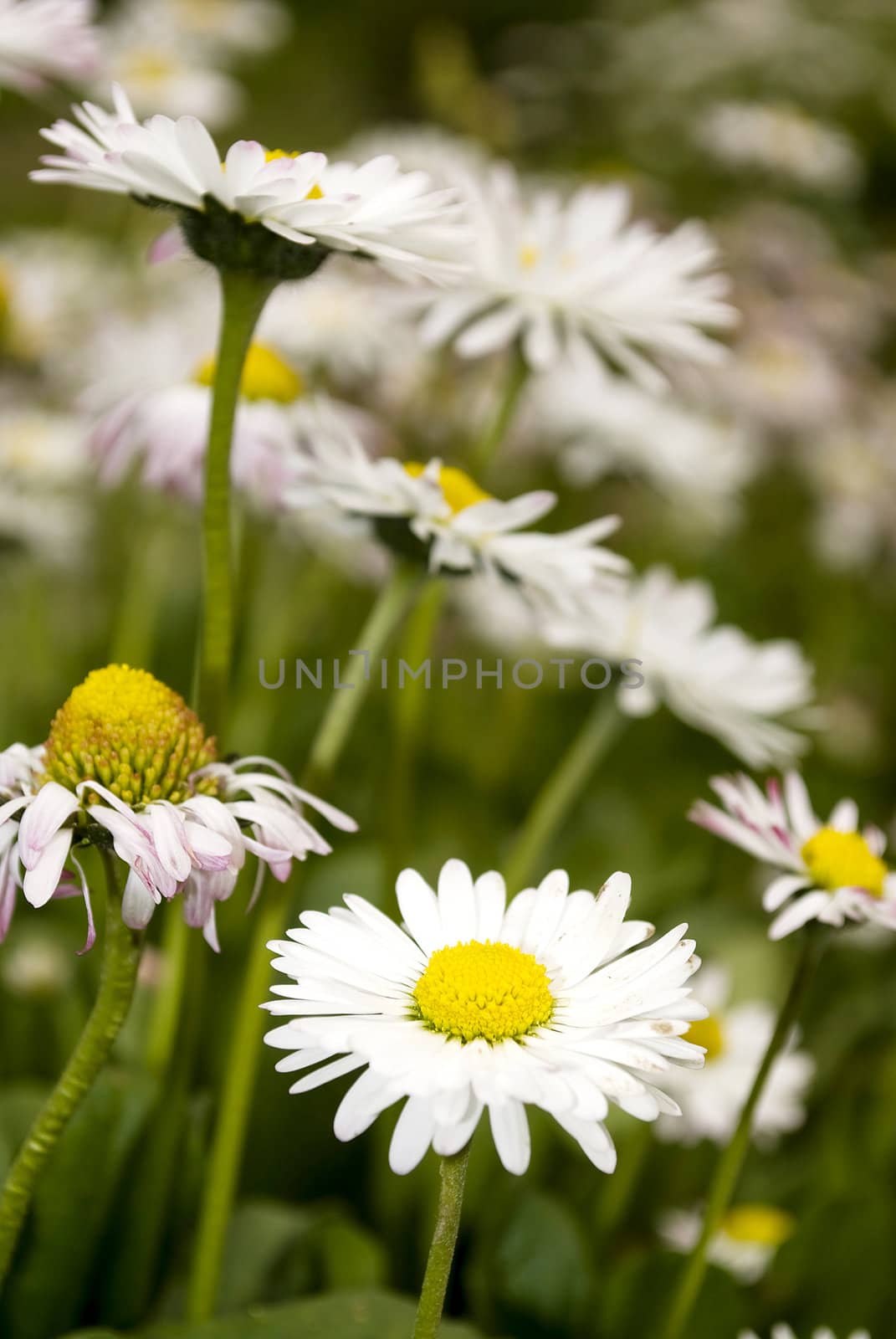 few daisies in a green field