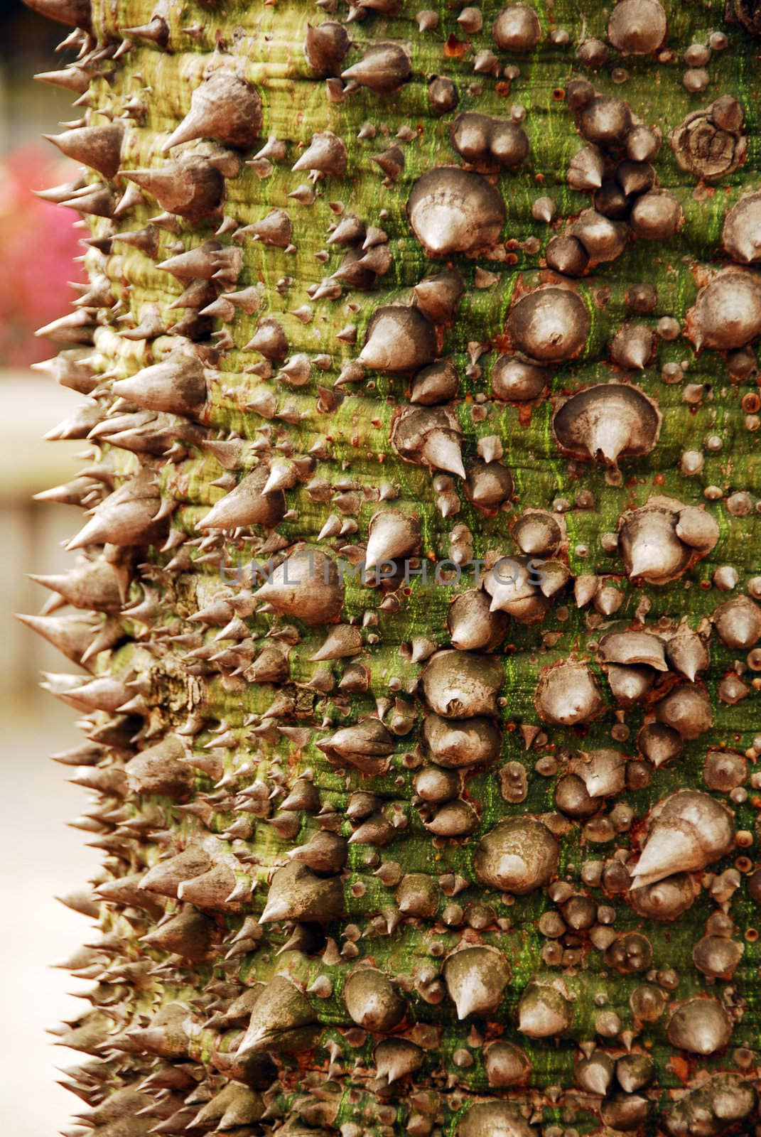 an isolated shot of Tree Bark Thorn Texture Background