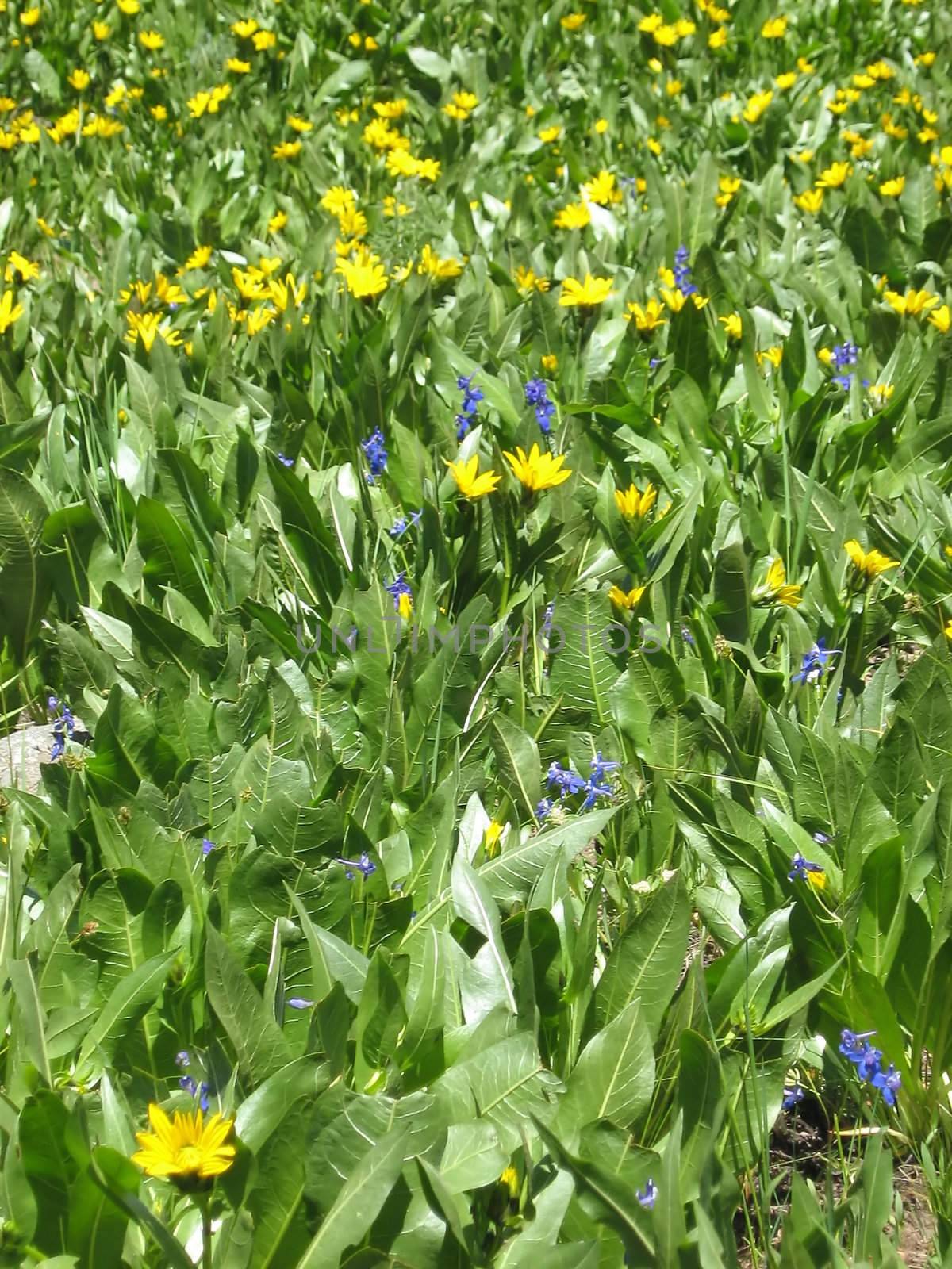 A photograph of wildflowers blooming in a mountain meadow.