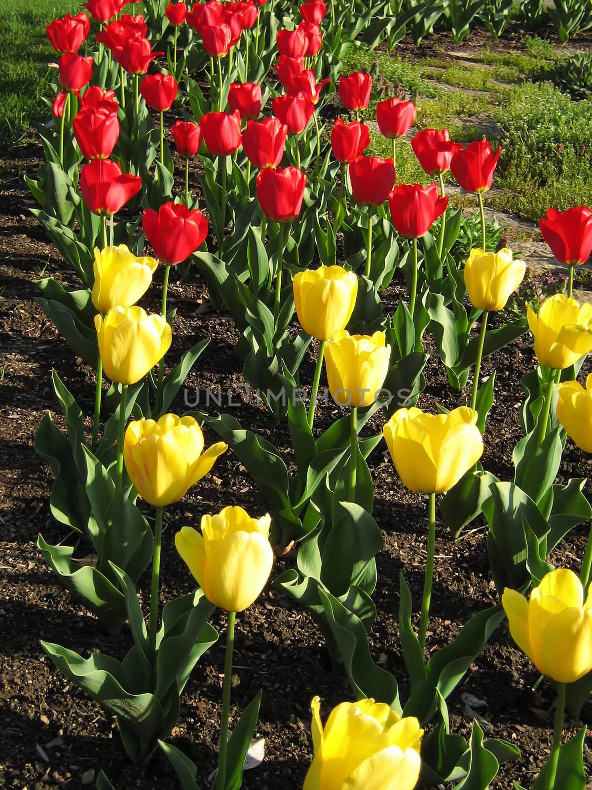 A photograph of red and yellow tulips blooming in a garden.