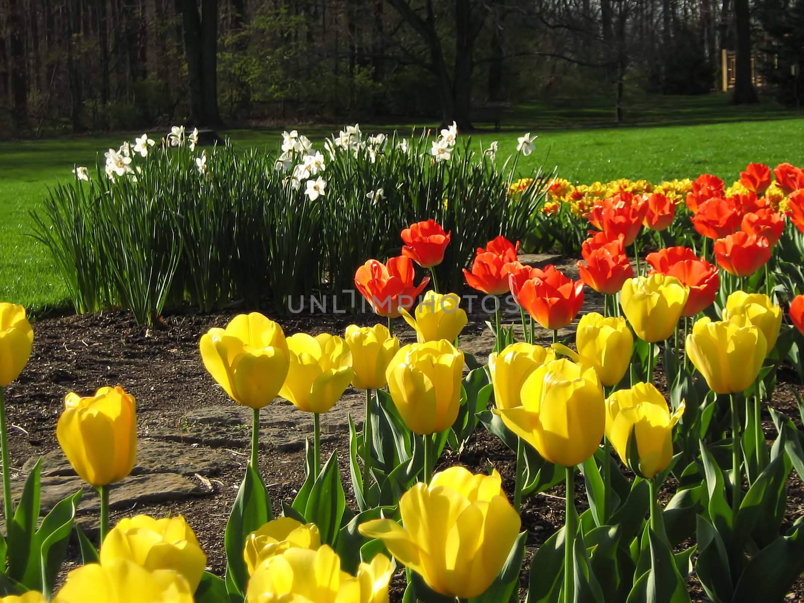 A photograph of tulips and narcissus blooming in a garden.
