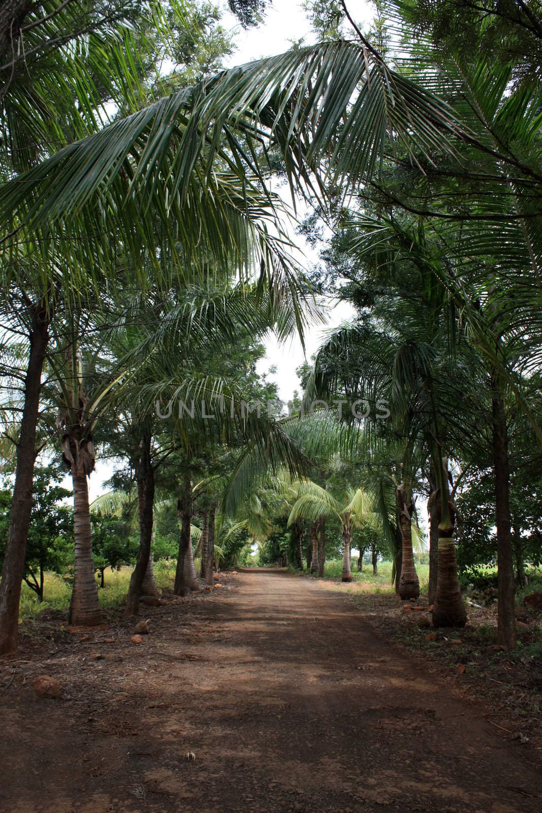 A path in rural tropical area in India passing through a line of palm trees.