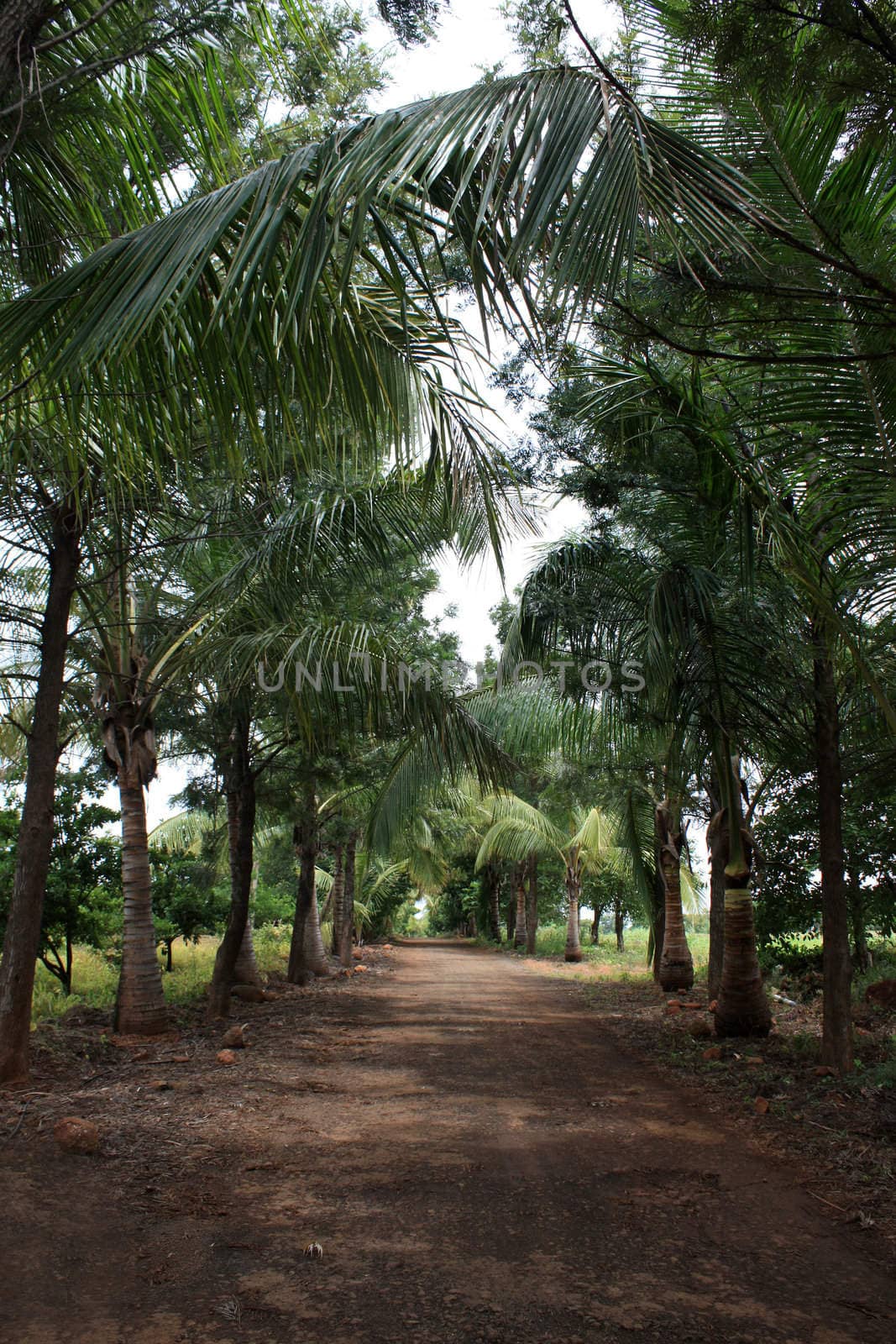 Rural Tropical Path by thefinalmiracle