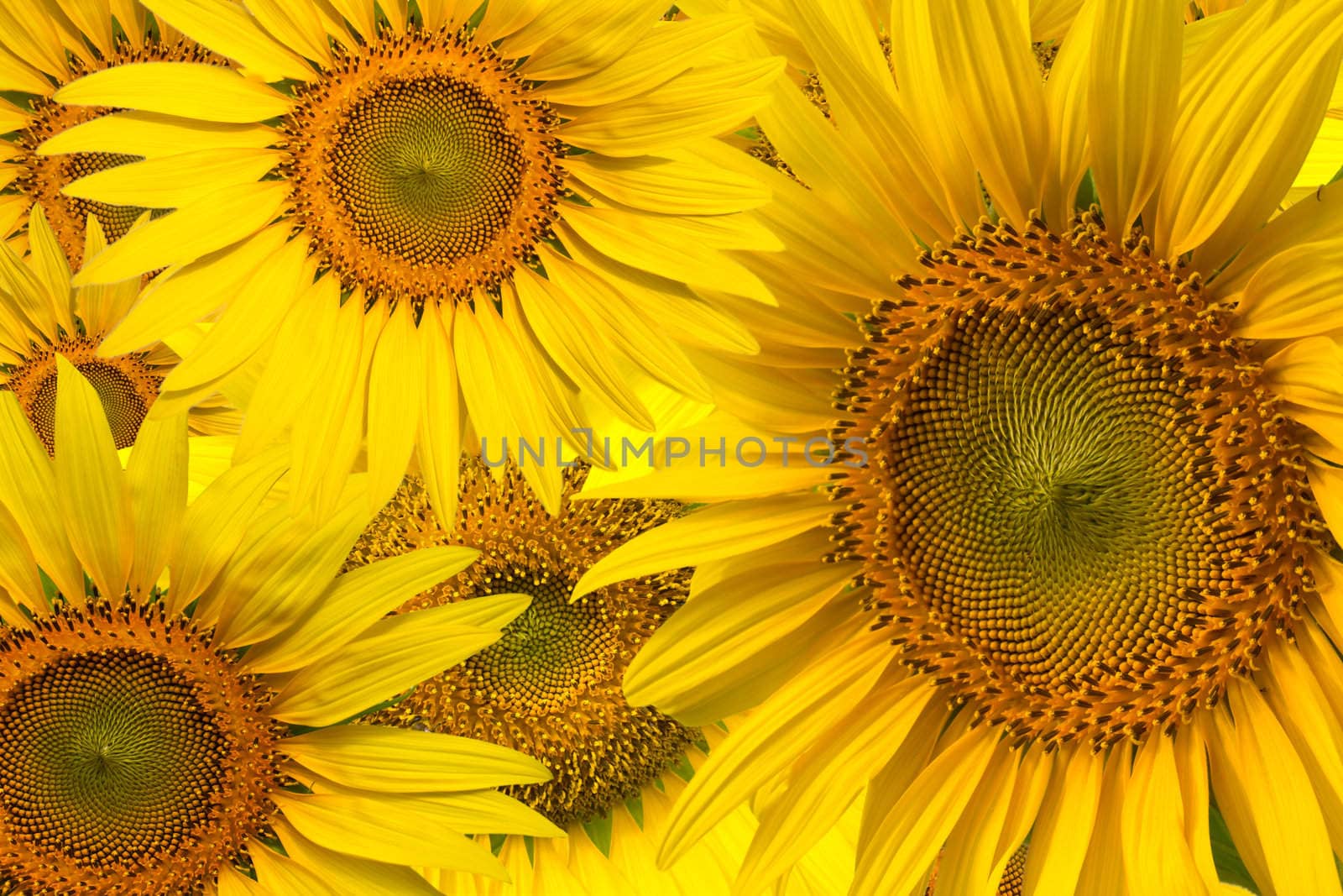 Beautiful yellow Sunflower background closeup