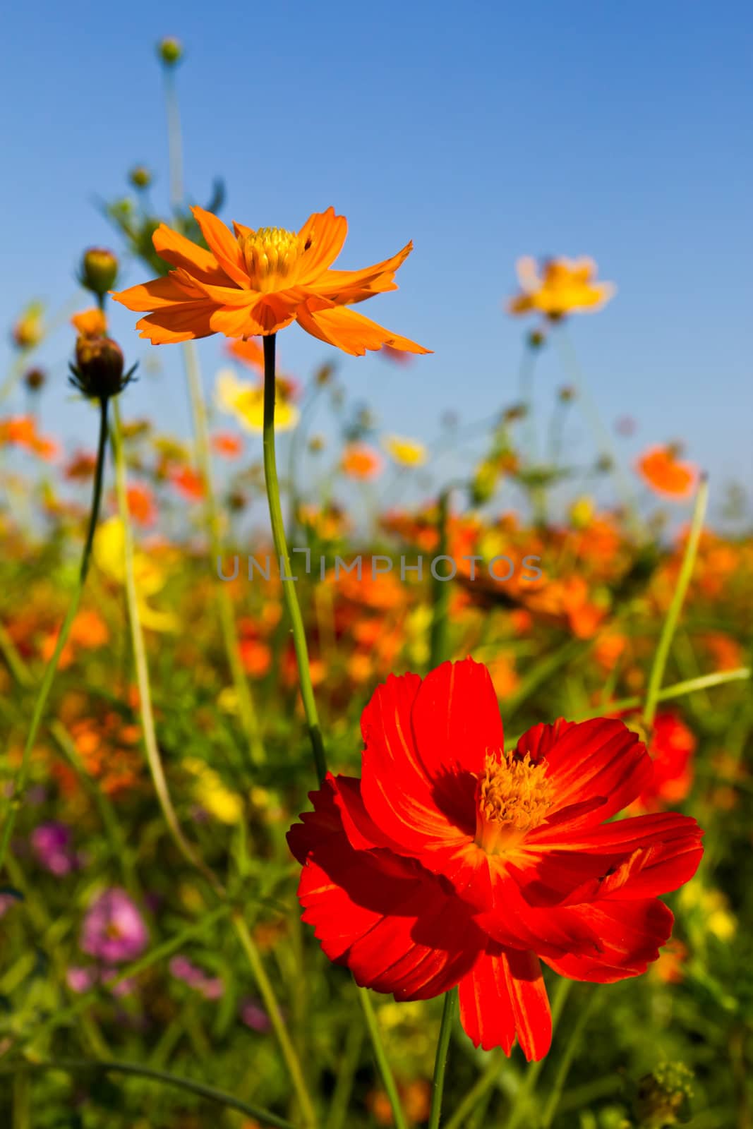 Cosmos flowers garden and blue sky