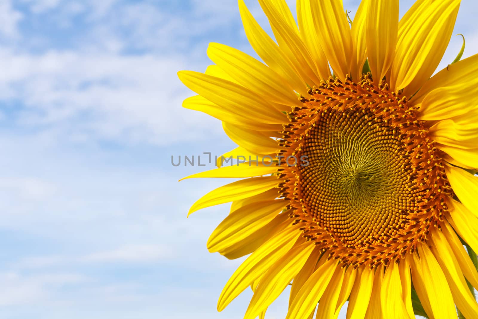 Sunflower and blue sky by stoonn