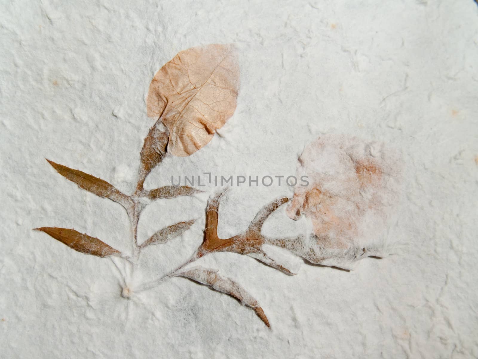 Closeup texture and detail of mulberry paper