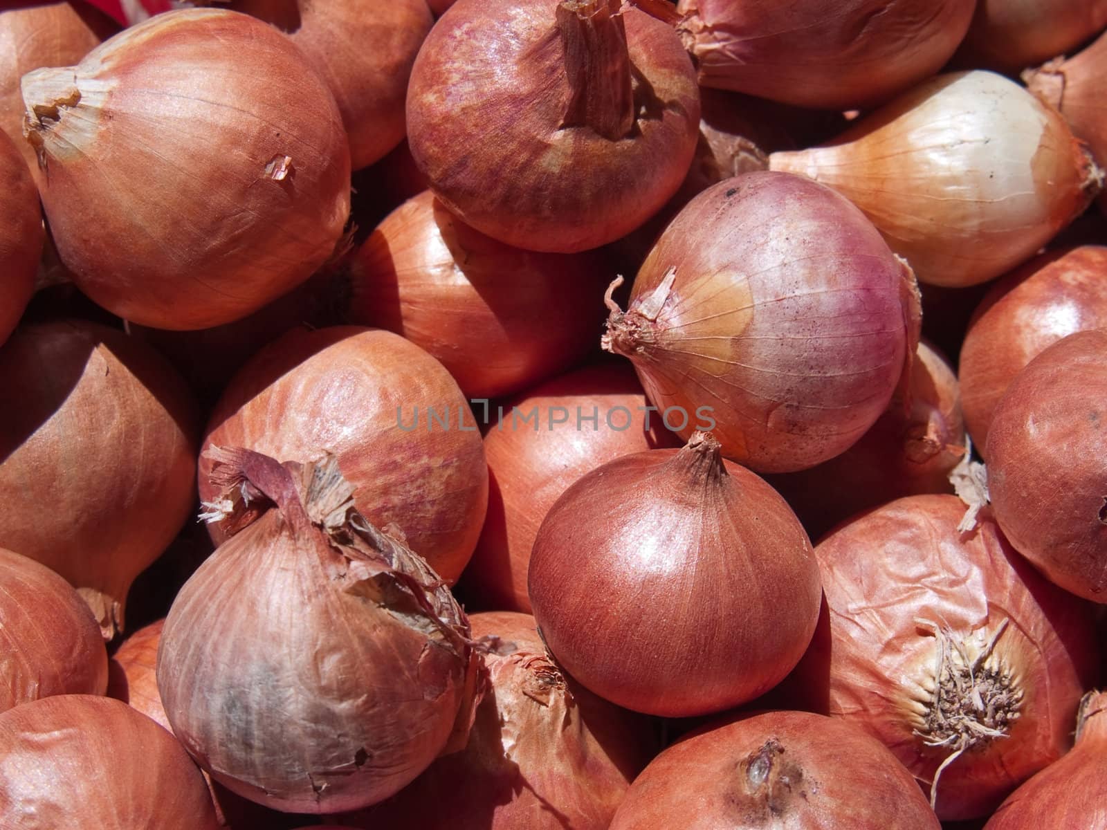 A lot of fresh small red scallions