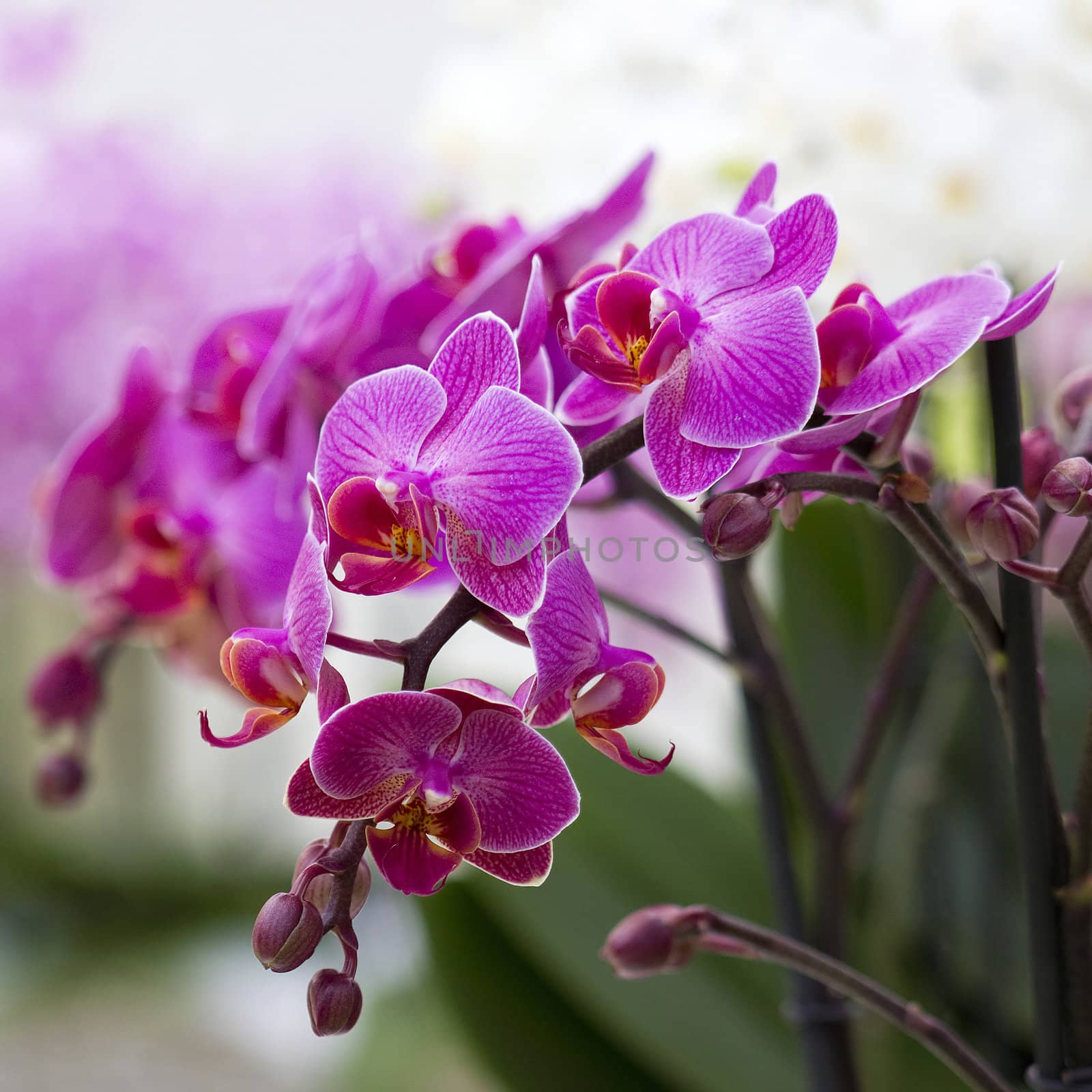 Beautiful purple orchid  - phalaenopsis by miradrozdowski