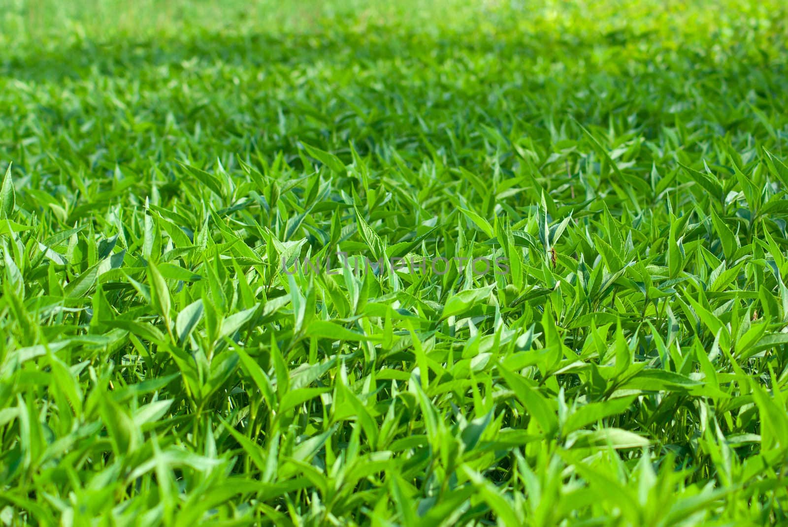 field of green weed grass