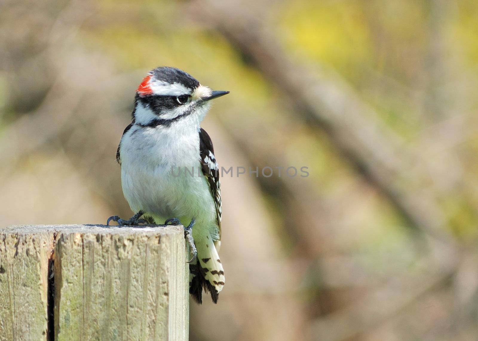 A male downy woodpecker perched on post.