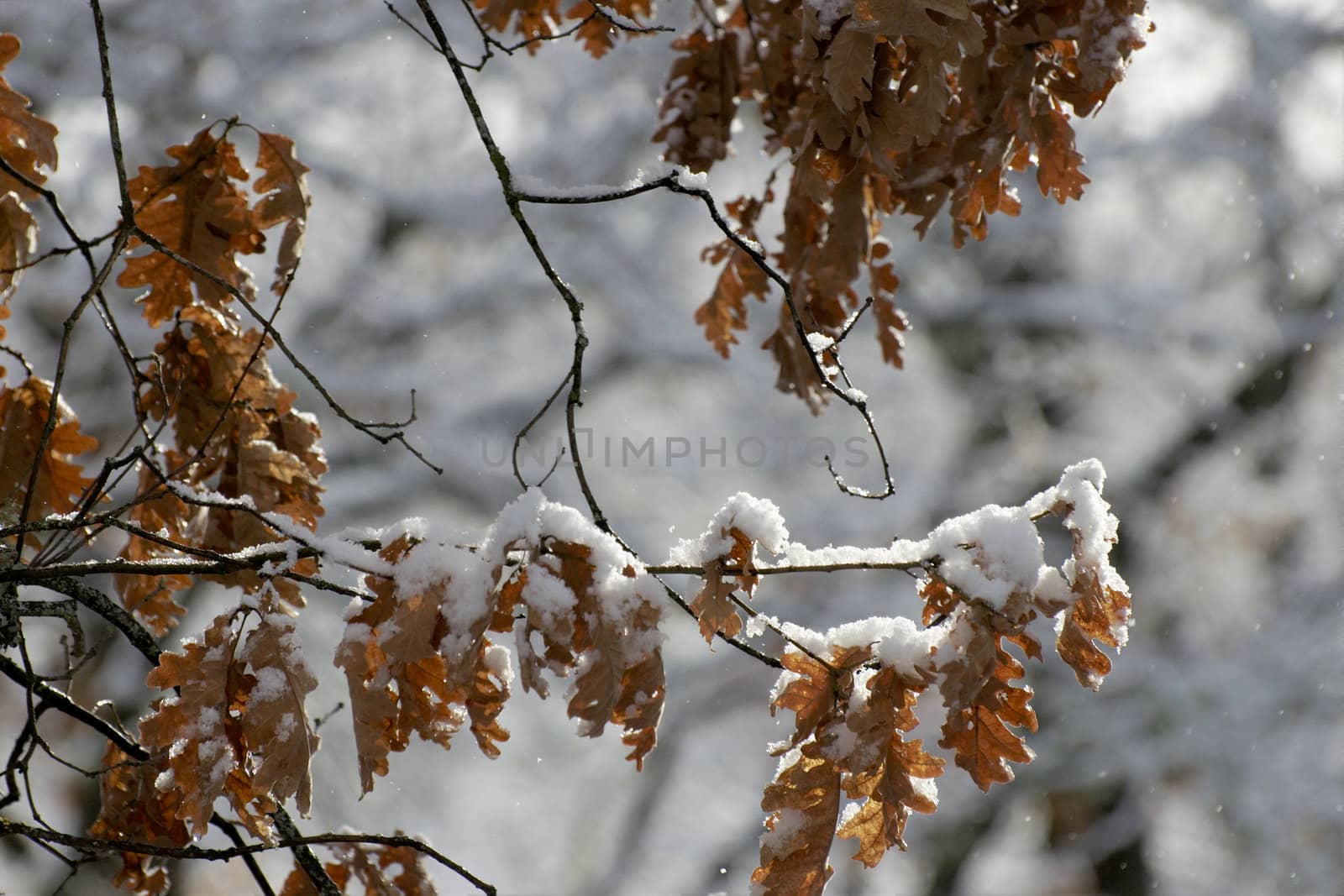 Snow covered branches by t3mujin
