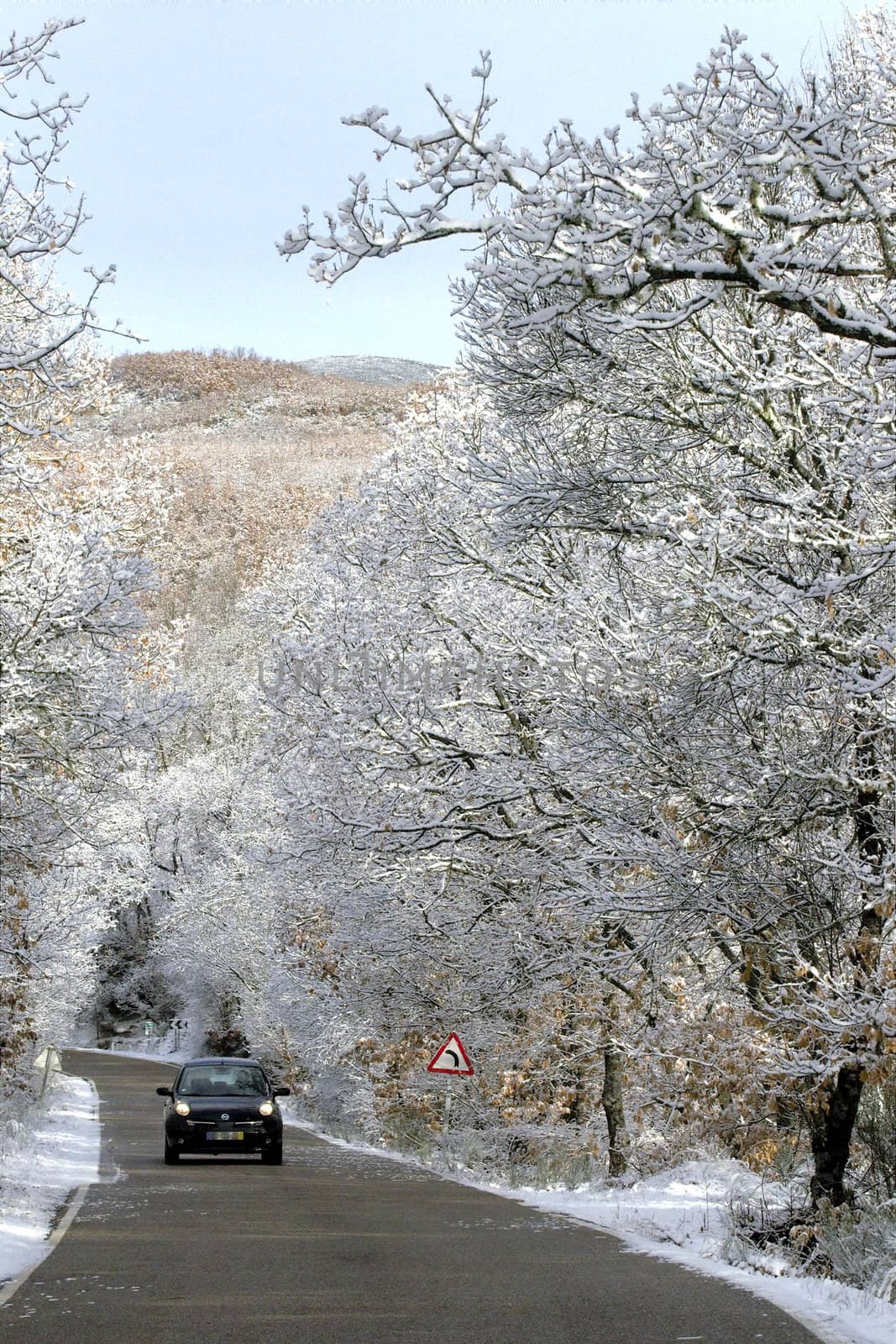 Snow covered trees by t3mujin