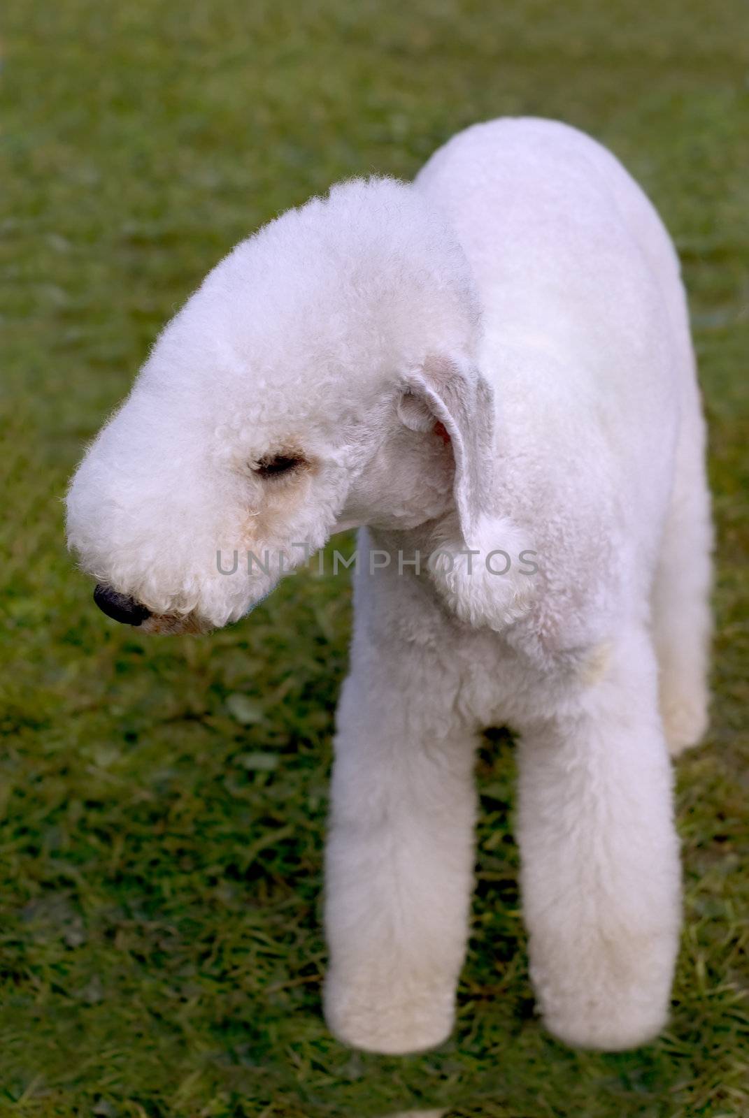 Dog of breed Kerry Blue Terrier on the green grass by BIG_TAU