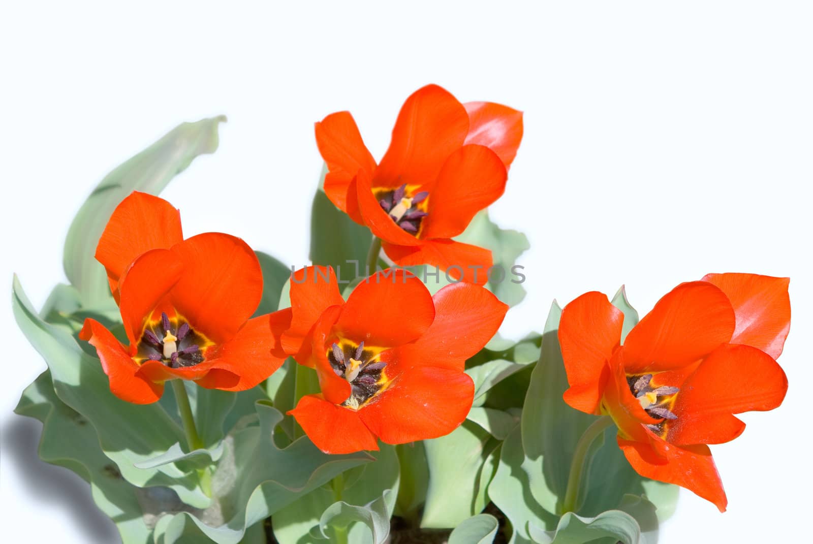 Blooming red tulips isolated on the white