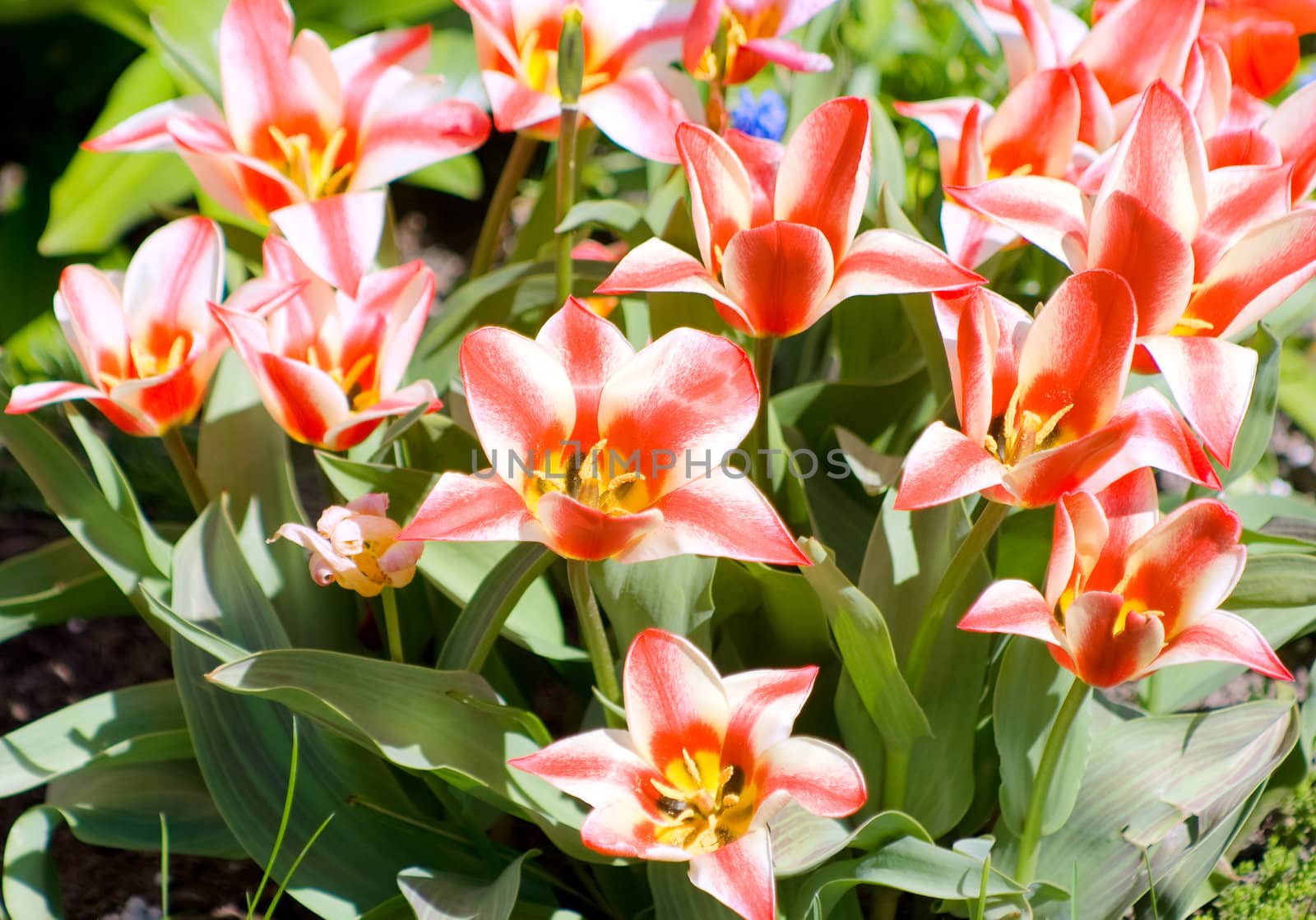 Blooming tulips on a sunny day by BIG_TAU