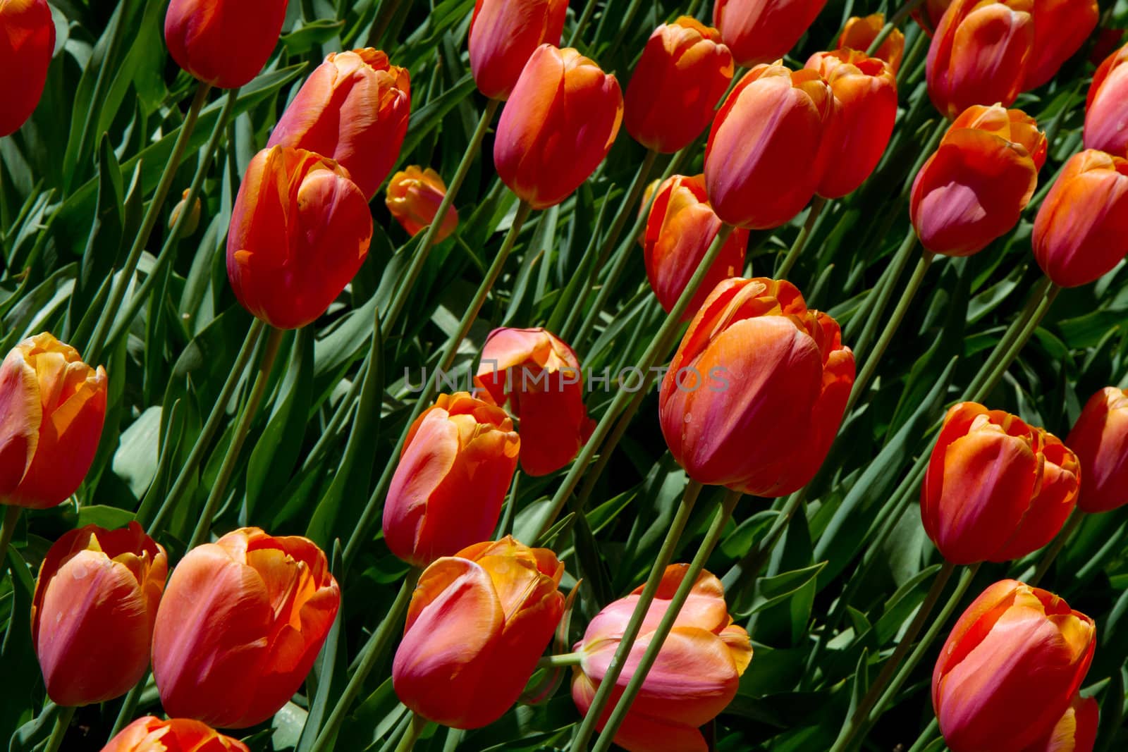 Beautiful spring tulip in holland park