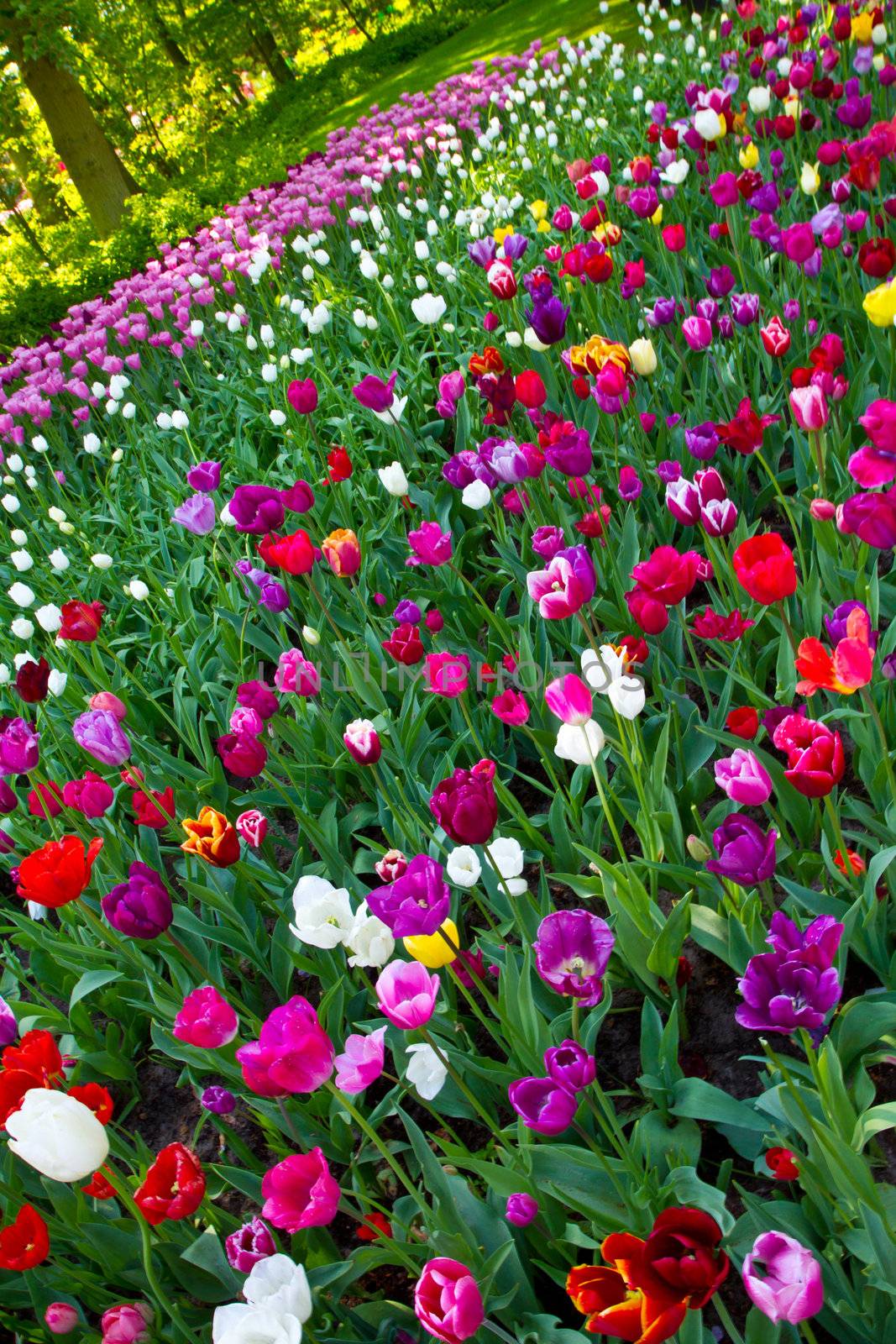 tulip park