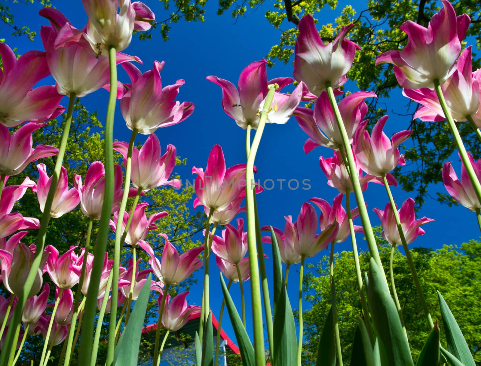 Beautiful spring tulip in holland park