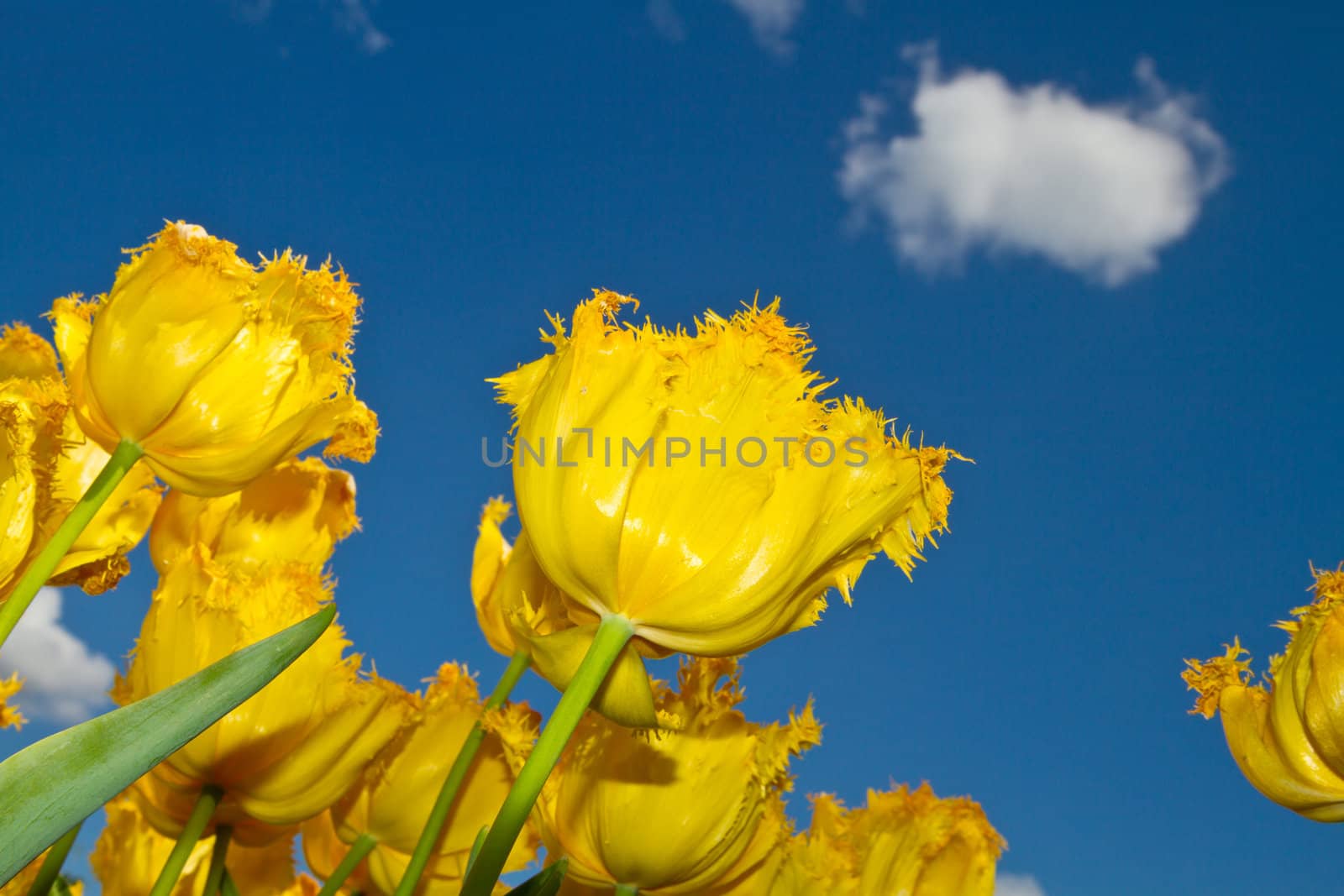 a group of colored tulip in holland