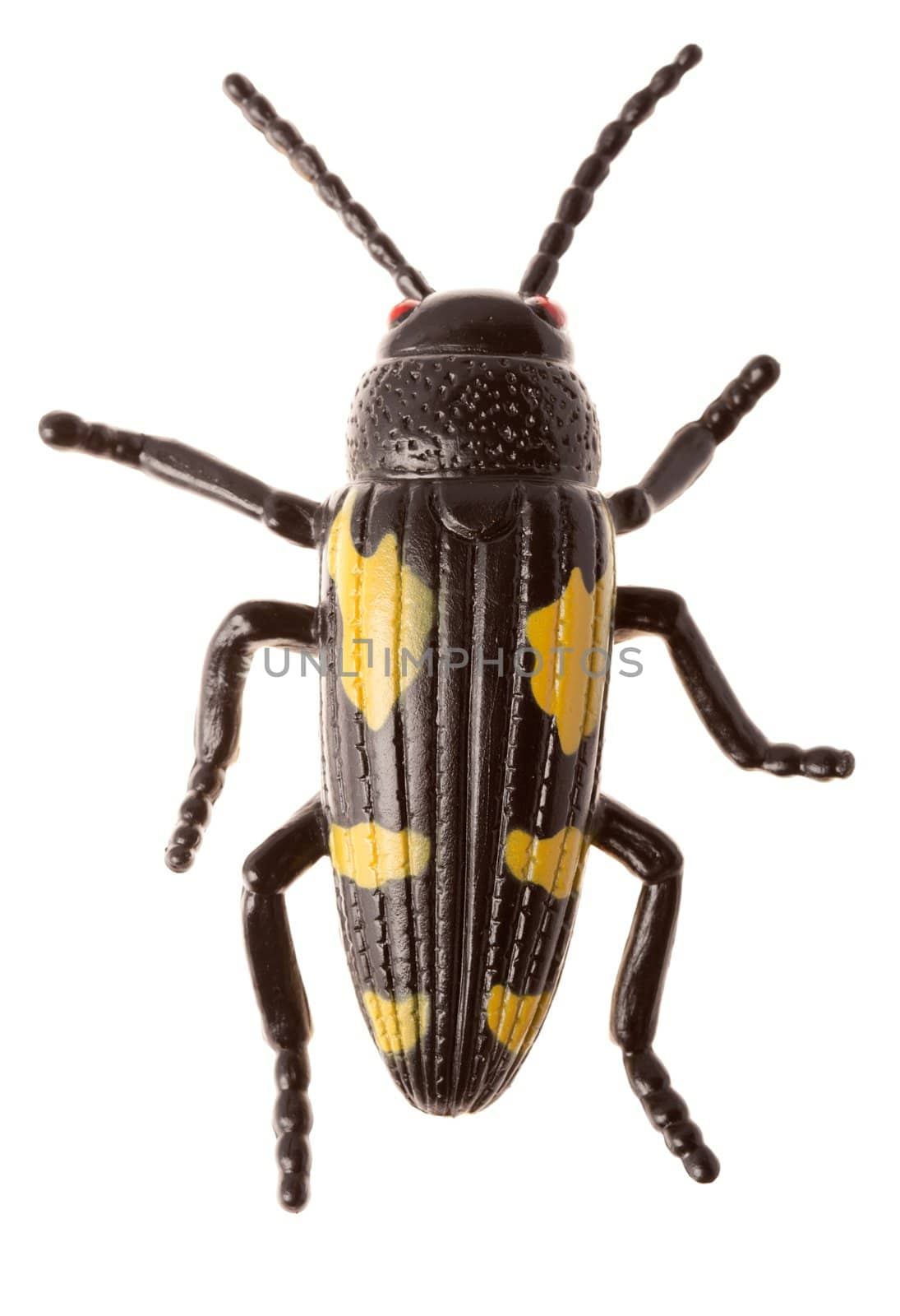 Large black beetle isolated on white background