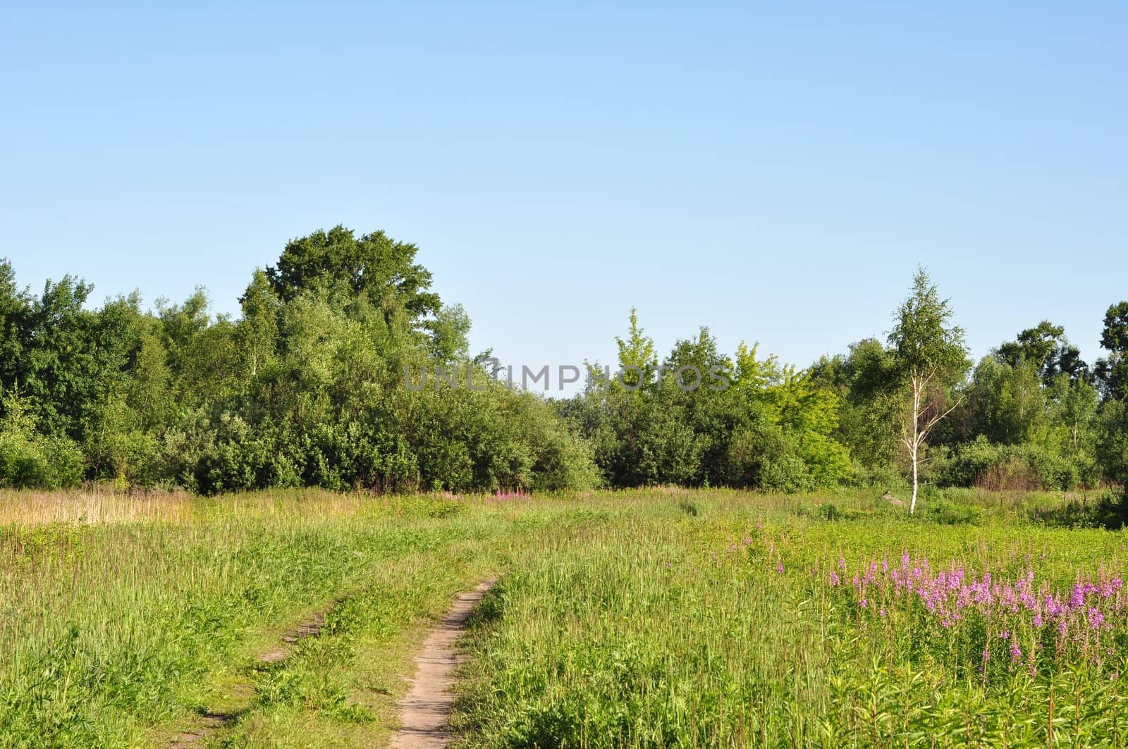 Summer landscape of the Central Russia, Moscow area